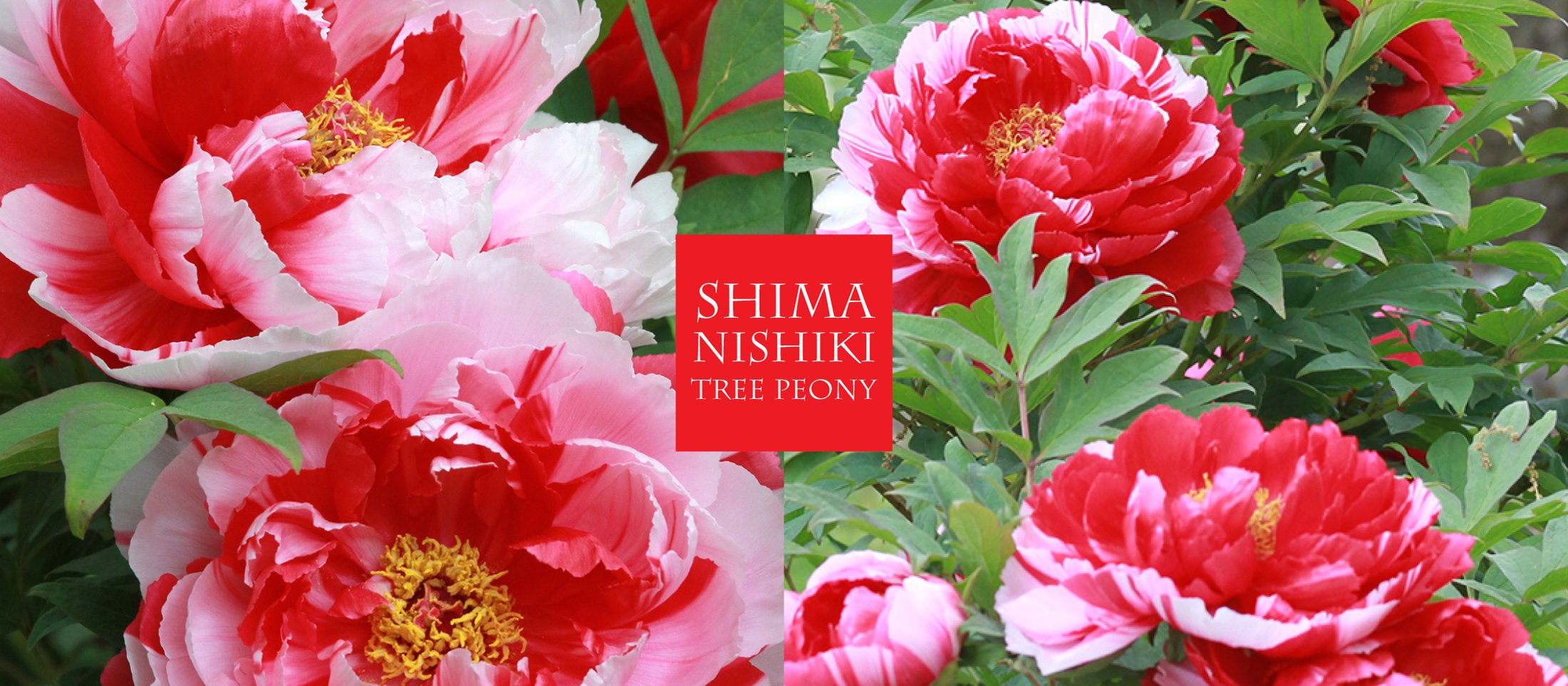 index_2_7_23_shima_h1.png