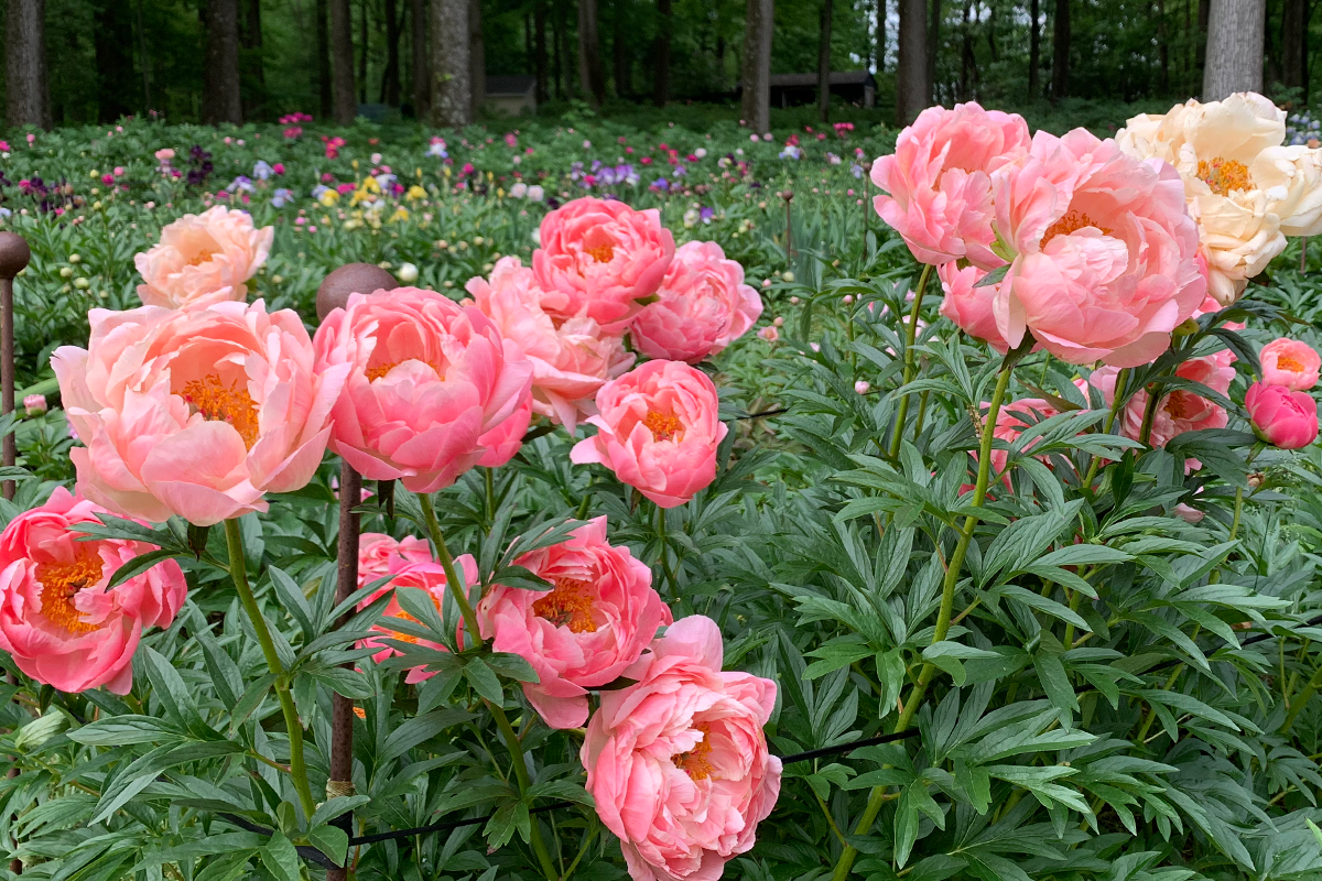 Mid Atlantic Antique & Garden Festival - Poolesville, MD