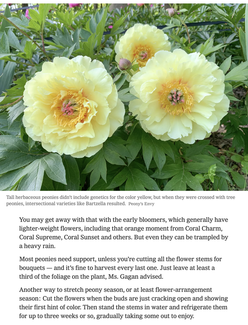 In the Press — Peony's Envy