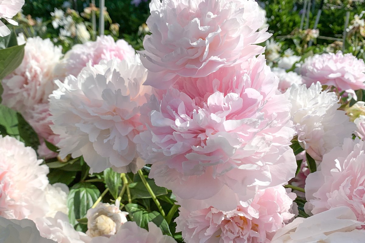 Peony Lecture, An Afternoon of Peonies - Smithfield, NC