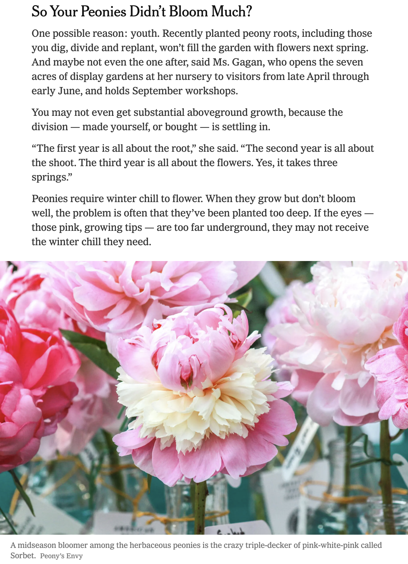 In the Press — Peony's Envy