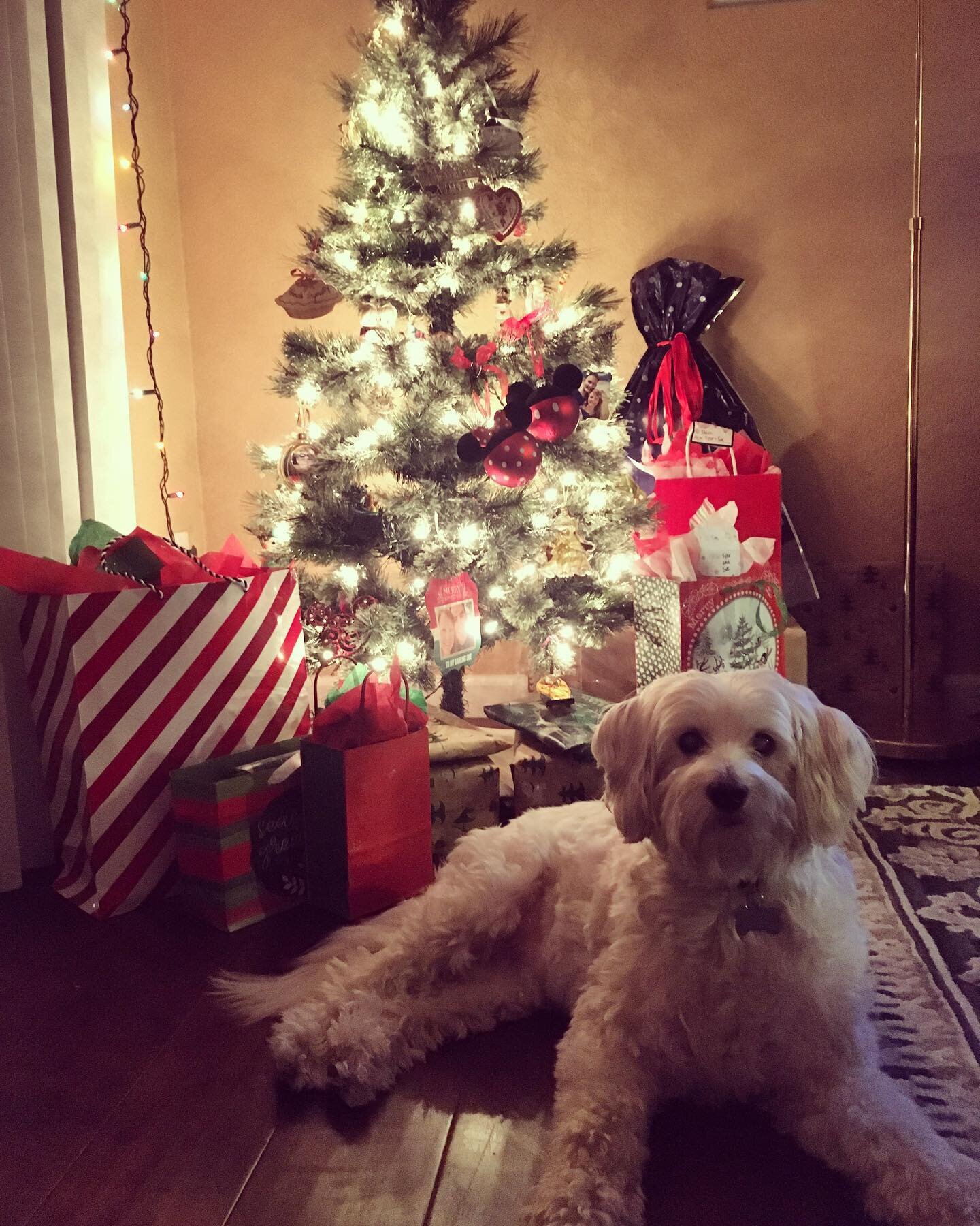 Chewie thinks it&rsquo;s beginning to look a lot like Christmas! #chewiethedog #christmastimeishere