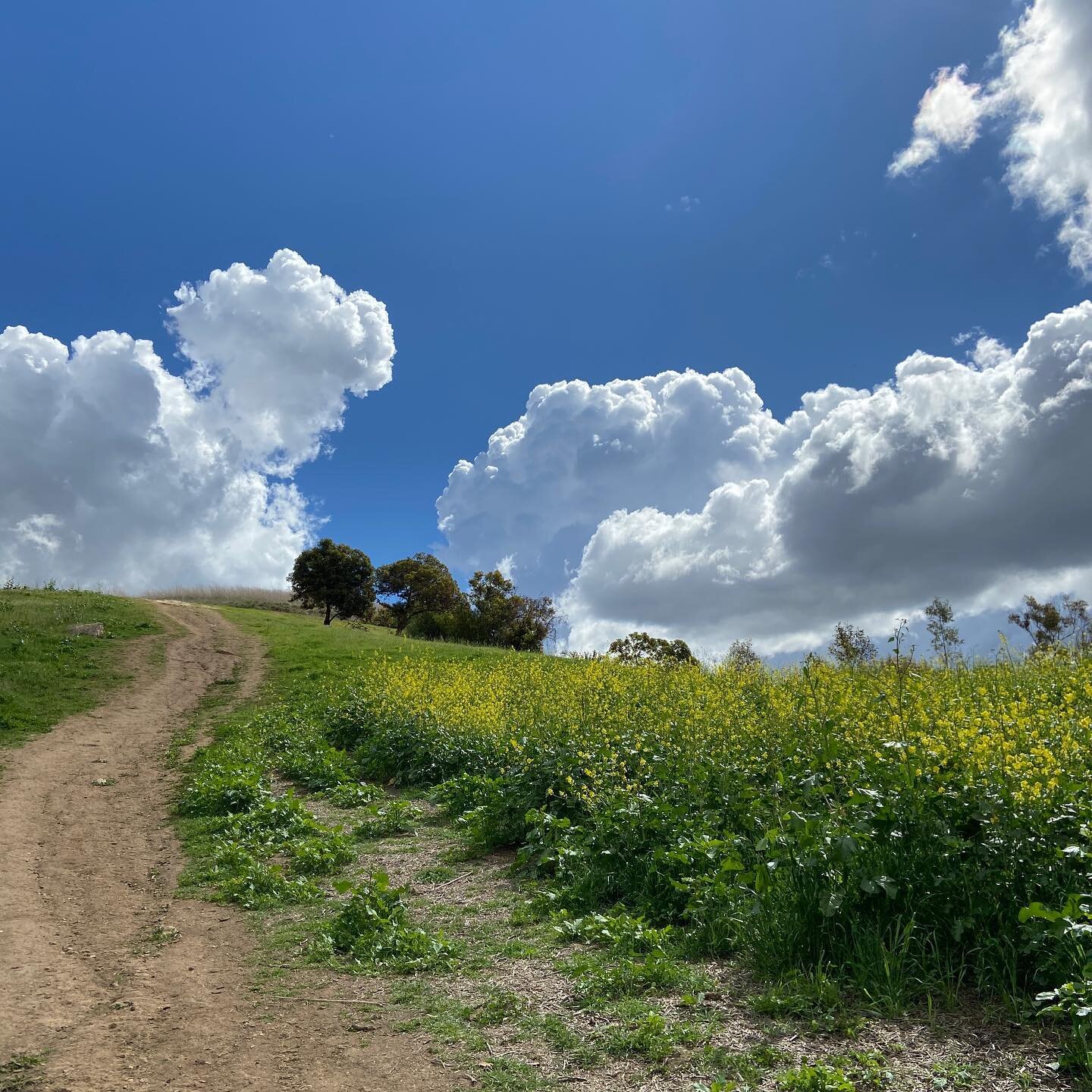 What a gorgeous day it was! The rain made the hills green, the flowers bloom, and the sky clear for a rare view all the way to the ocean. This year has taught me to truly appreciate life&rsquo;s little (awesome) gifts. 

Praise the Lord, oh my soul
A