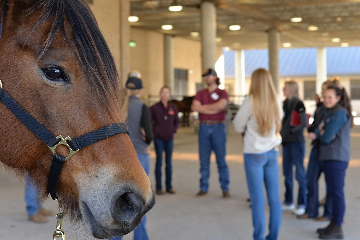SCAAEP Job Fair — Texas Equine Veterinary Association