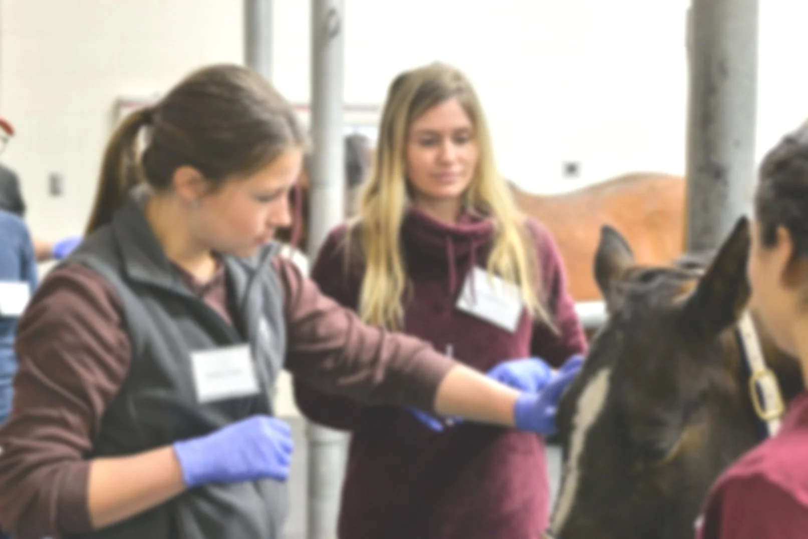 SCAAEP Job Fair — Texas Equine Veterinary Association