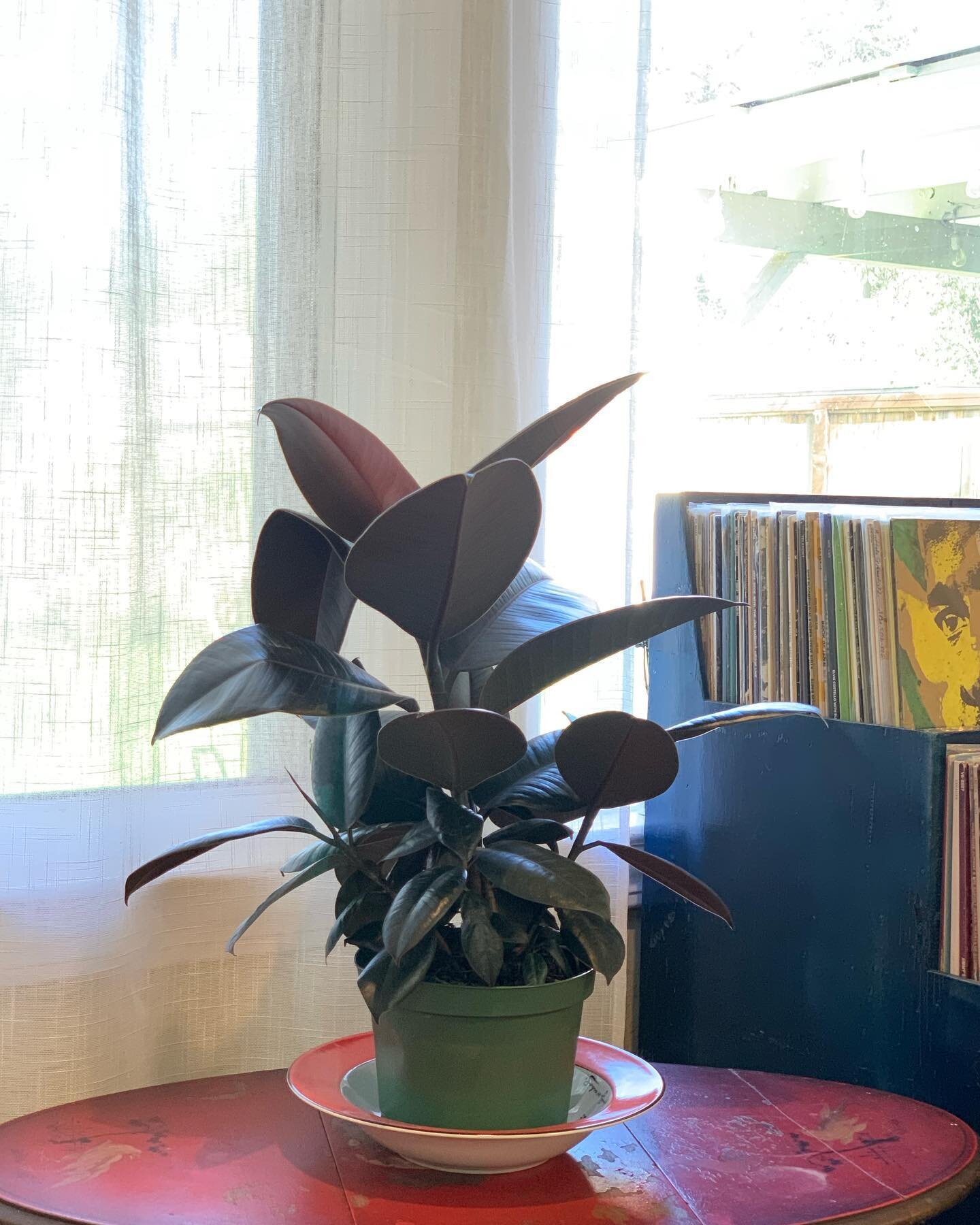 Meet the new member of my family! After years of considering myself a plant killer, I am out to prove myself wrong. Thank you &ldquo;Fluid&rdquo; formerly known as Kaitlyn for the push!! #newplantparent