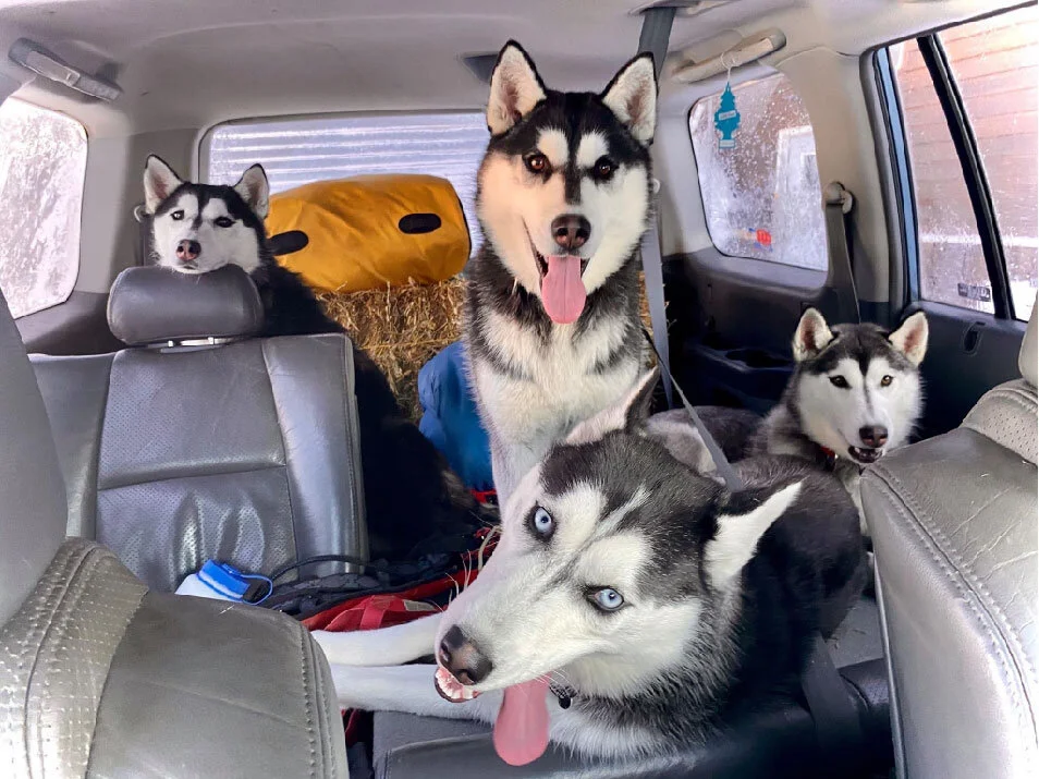 Dog Sledding in Ely, MN — Cast Outdoor Adventures