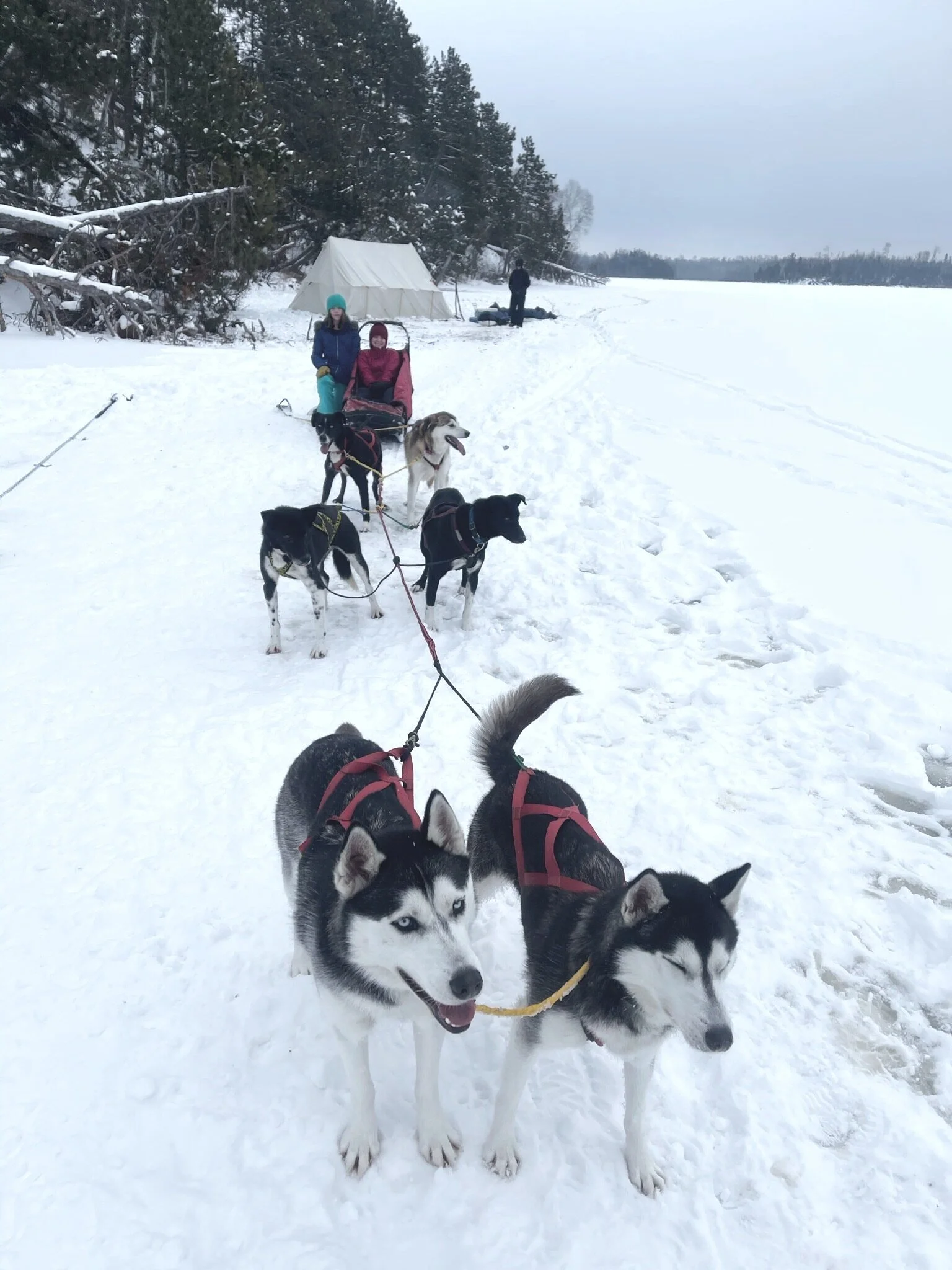 Dog Sledding in Ely, MN — Cast Outdoor Adventures