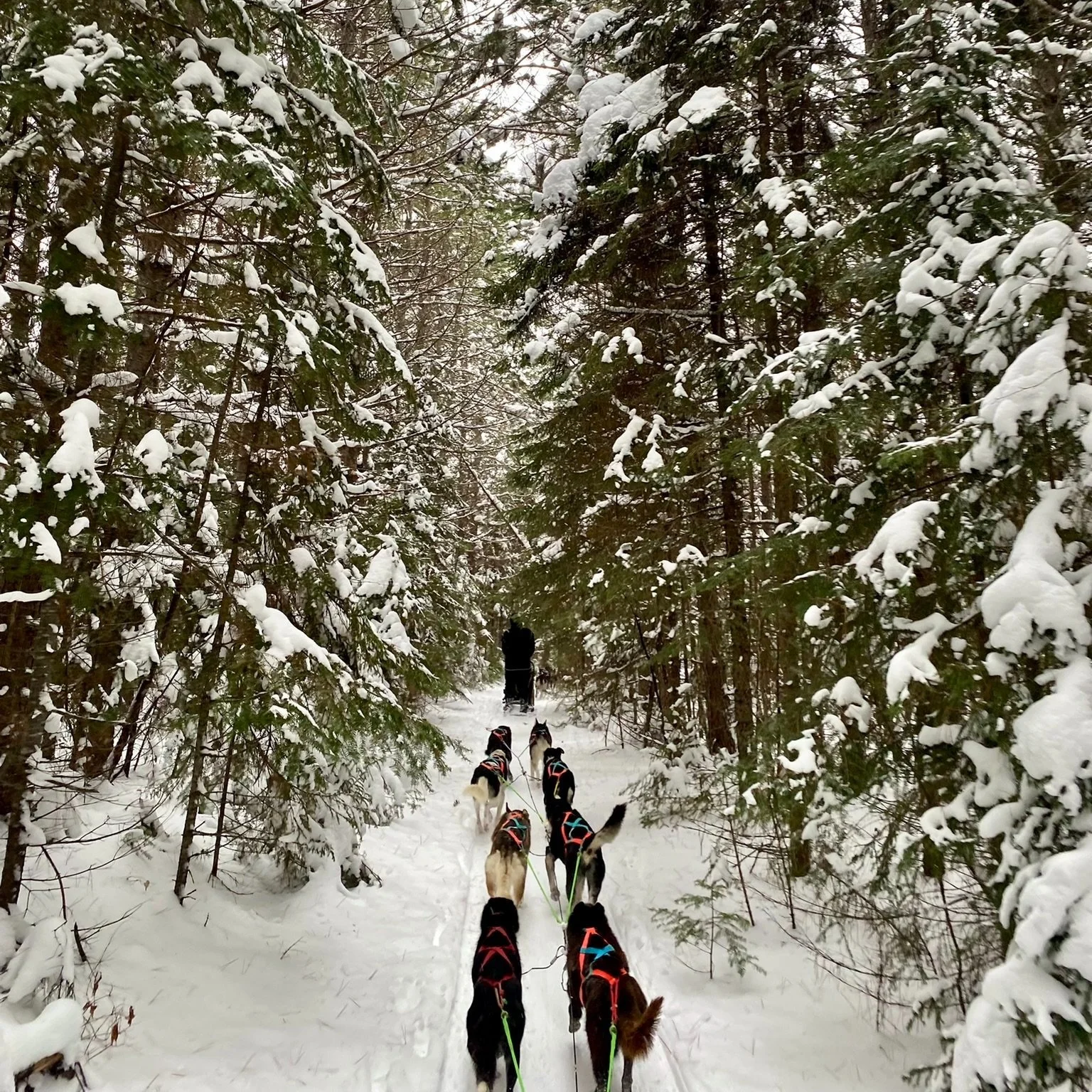 Dog Sledding in Ely, MN — Cast Outdoor Adventures
