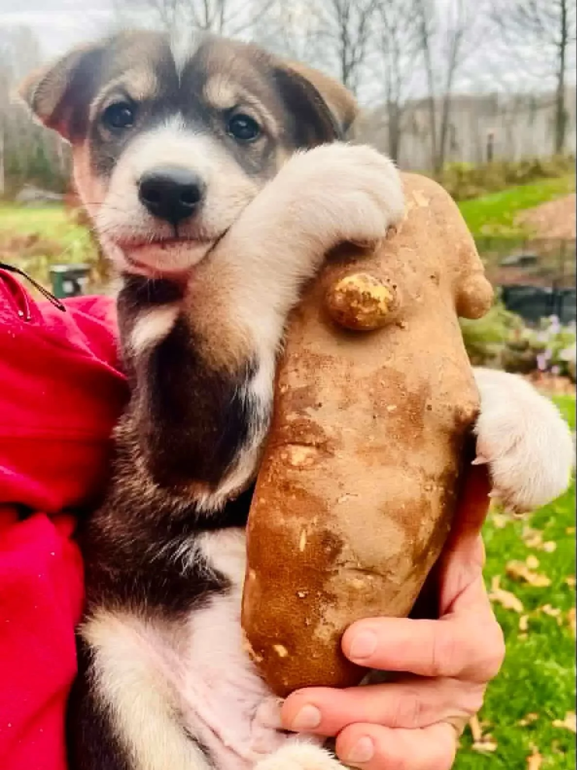 DOG DIARIES &bull; entry 1

Live like Spud&mdash;full of joy, boundless energy, and a heart that embraces every moment. Just as a potato becomes something amazing, let your life bloom with purpose and enthusiasm. Every day is a chance to dig deep and