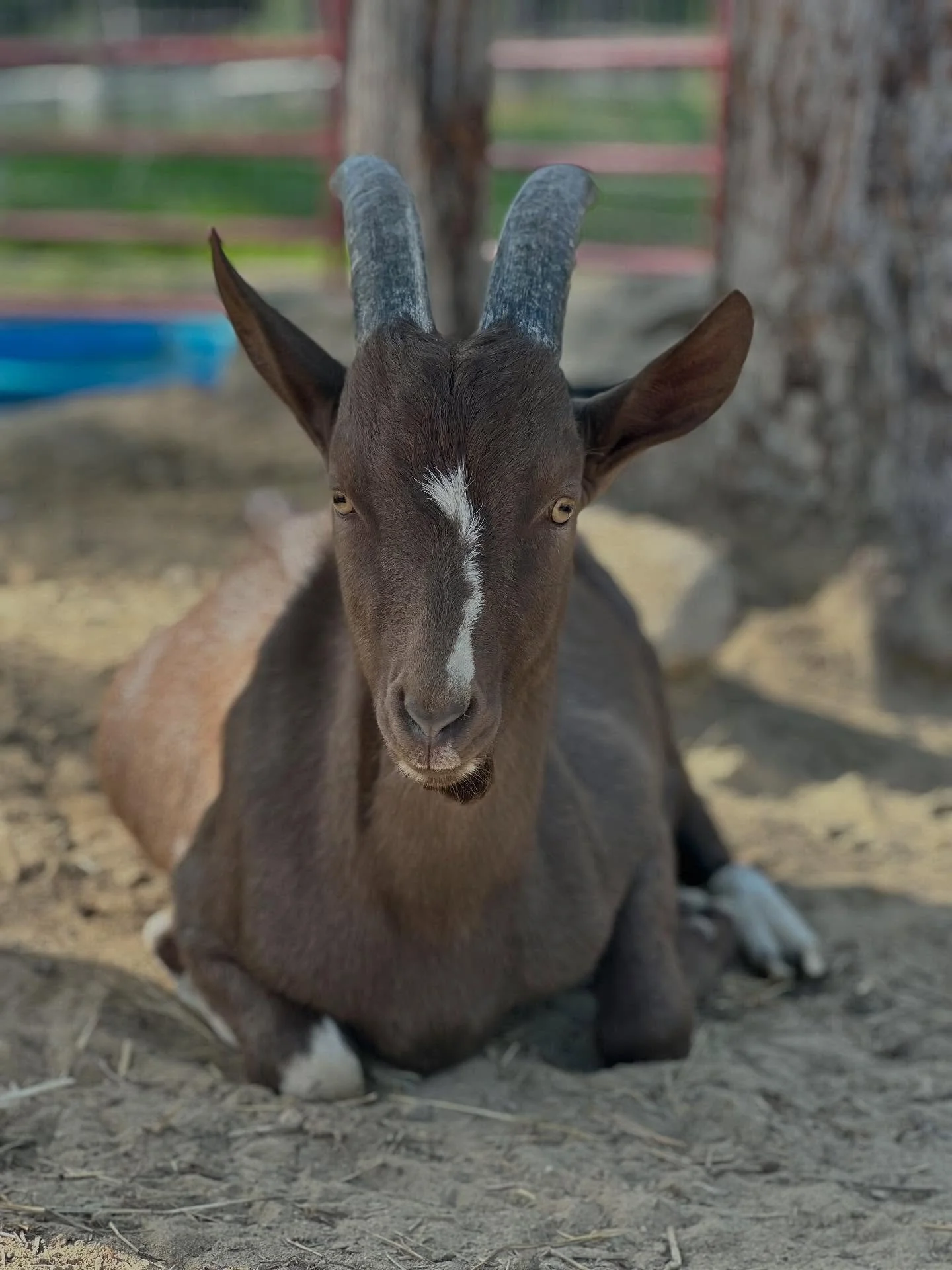 Late summer is still treating us to some stunning blooms! Our goats are now over five months old, and each bring their own unique charm. The dogs are soaking up all the belly rubs and enjoying playtime! 🐾 🐐 

As we look forward to winter days ahead