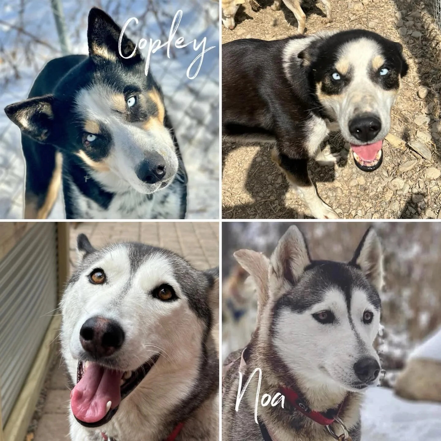 Looking for a loving companion? Copley and Noa are two wonderful dogs looking for their forever homes as they retire this year. Copley, who returned from retirement for one last adventure, is ready to settle down and enjoy quality time with a caring 