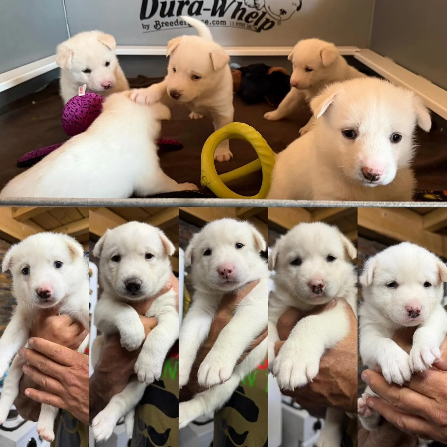 Almost four weeks! 🐾🐾🐾🐾🐾

#puppies #huskies #littlepaws #littleloves #growingtoofast