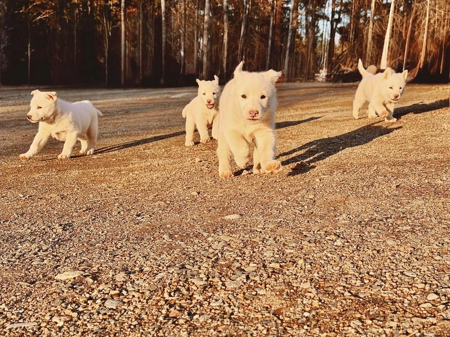 Almost six weeks on this wild planet they call Earth. 🌎✨

#puppies #sleddogs #ourfuture #discover #wherethewildthingsare