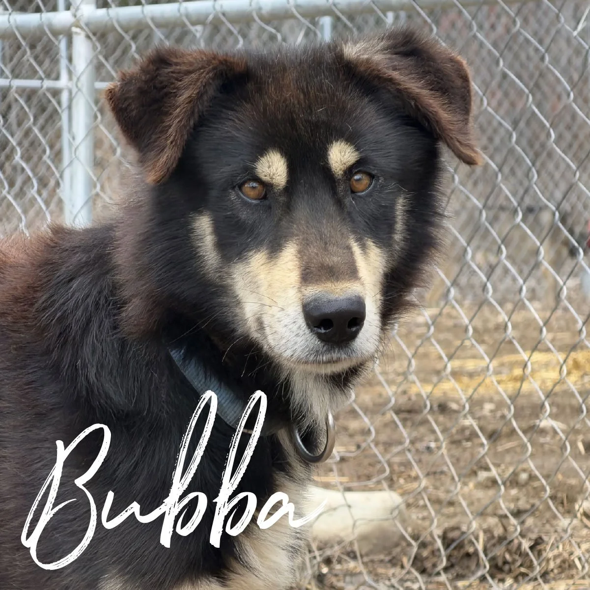 bubba.jpg