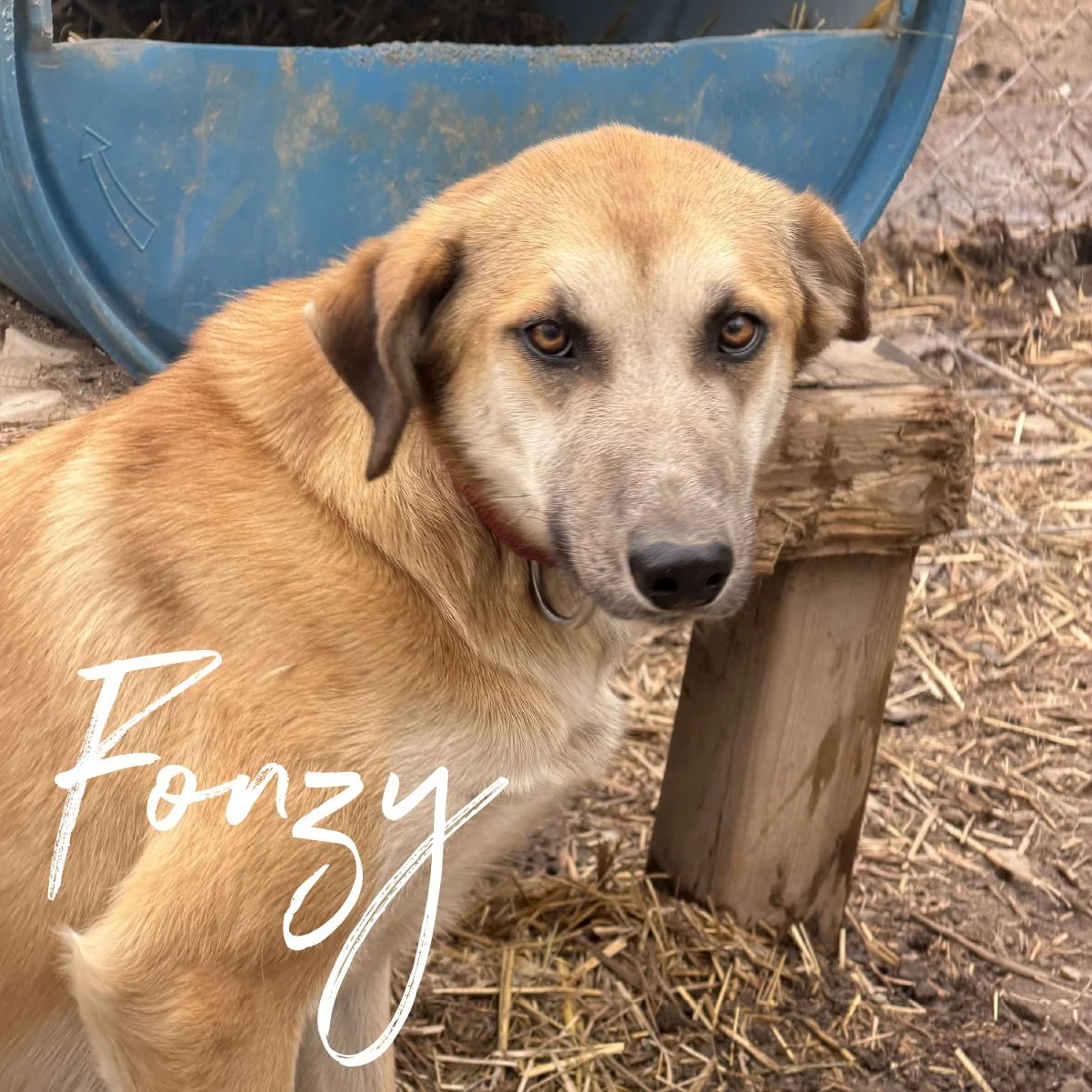 fonzy.jpg