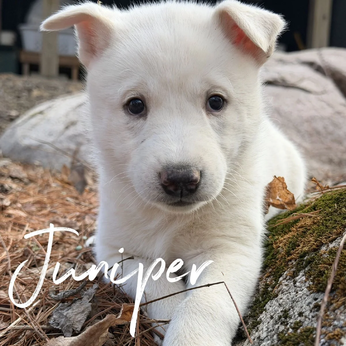 juniper.jpg