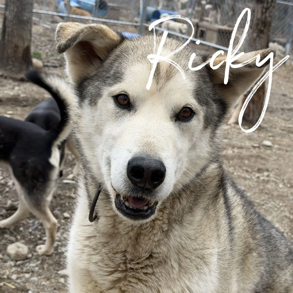 ricky.jpg