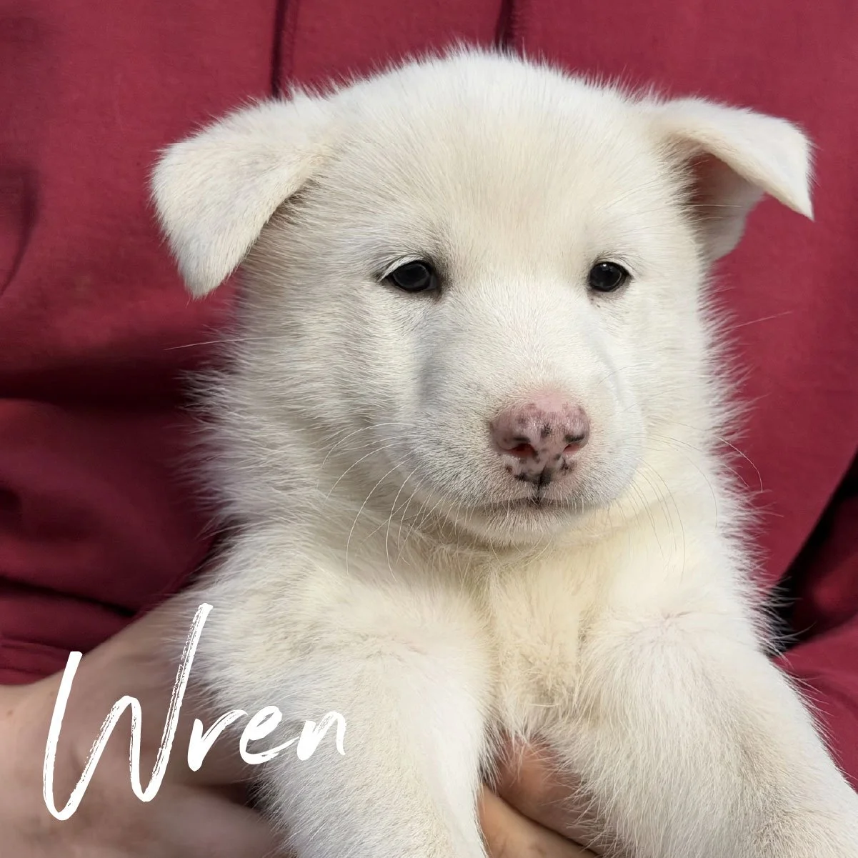 wren.jpg