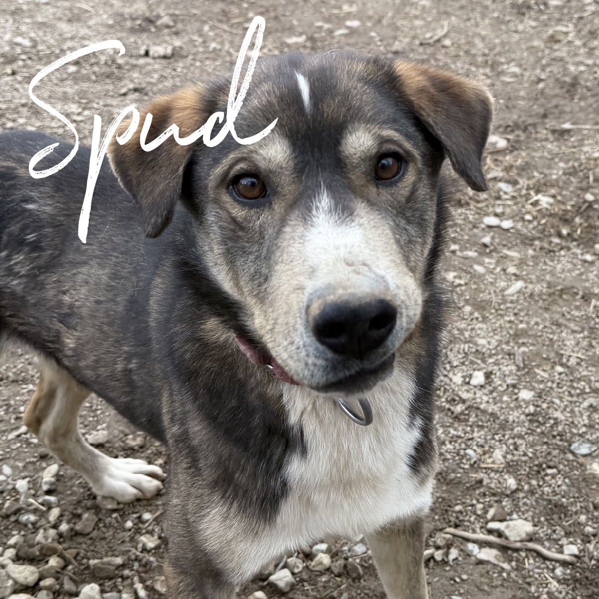 spud.jpg