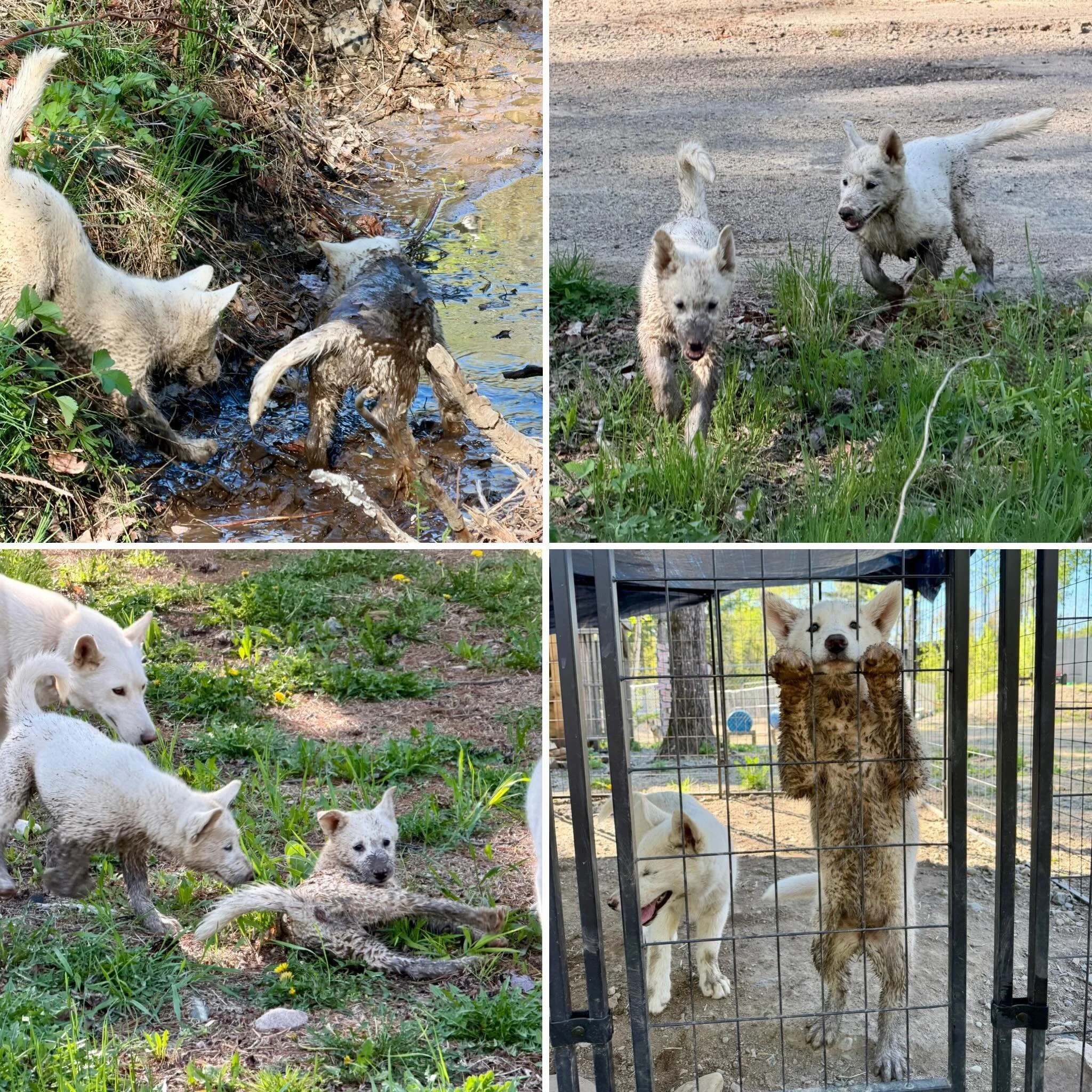 Who needs toys when you have mud puddles. 😏

#puppies #mudpuddles #outdoors #playtime #ourlittlesleddogs