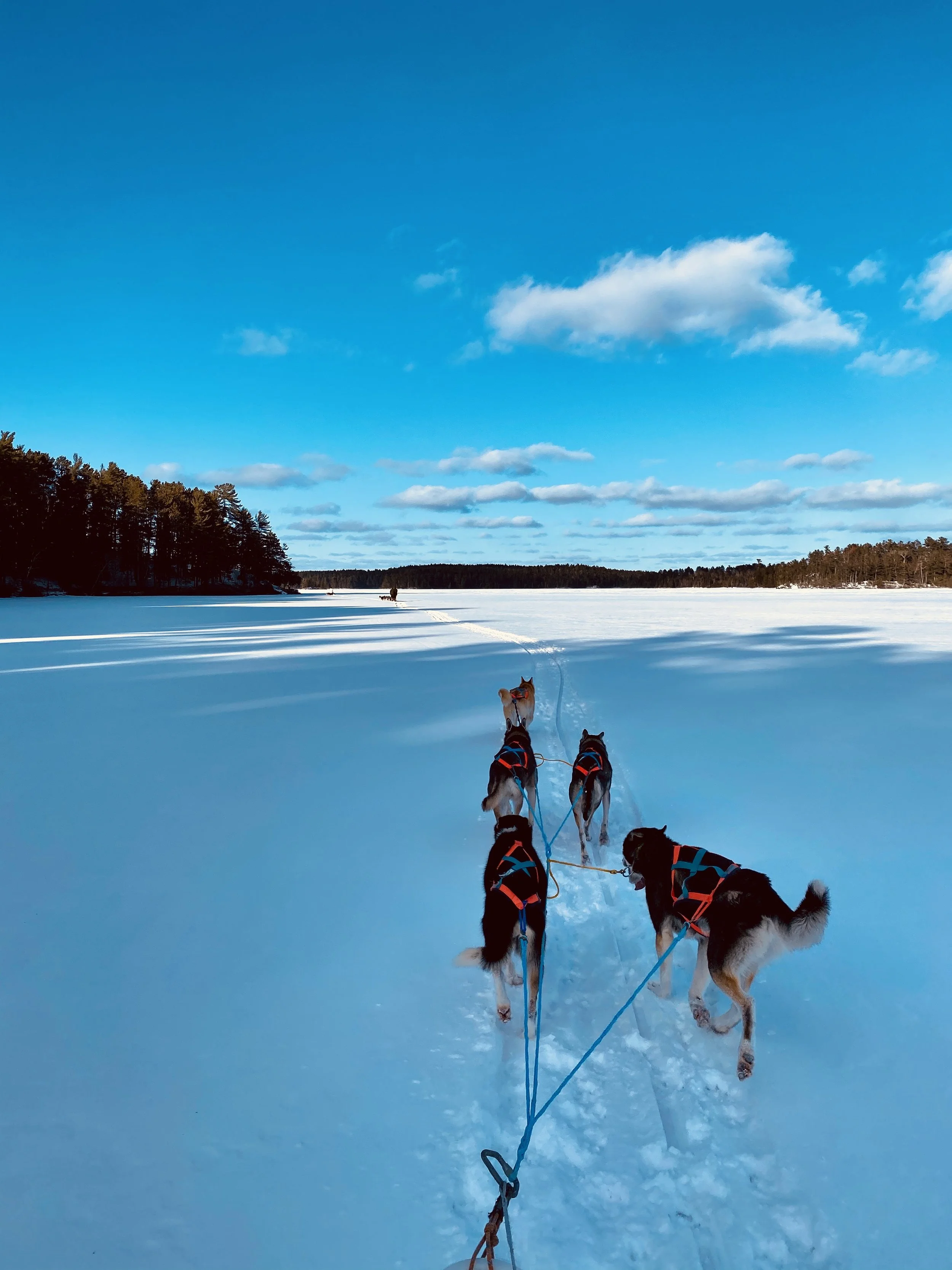Dog Sledding in Ely, MN — Cast Outdoor Adventures