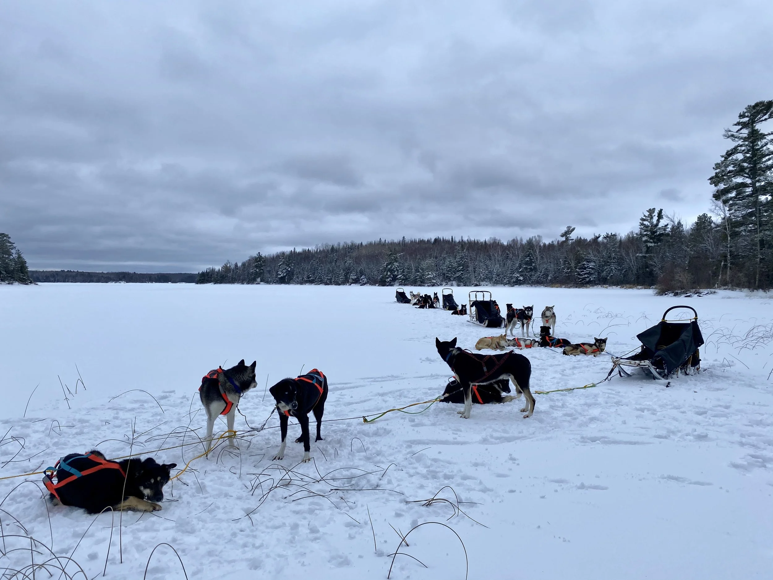 Dog Sledding in Ely, MN — Cast Outdoor Adventures