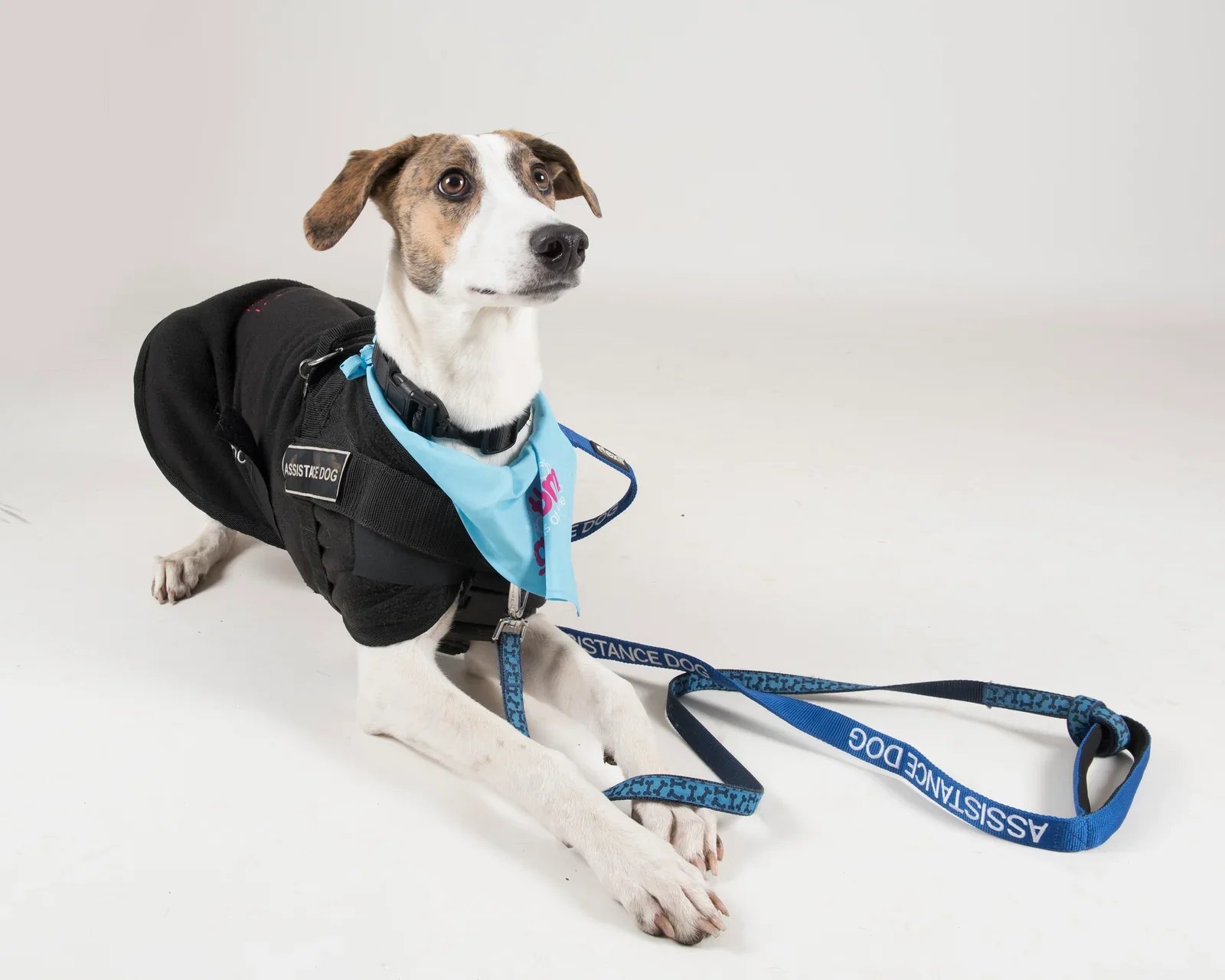 Medical Detection Dogs for Epilepsy Are Fundamentally Different From Emotional Support Animals