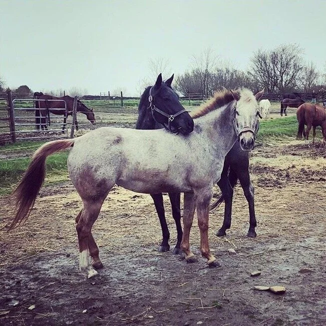 Sugar & Aja. Soul Sisters. Portsmouth, Rhode Island.