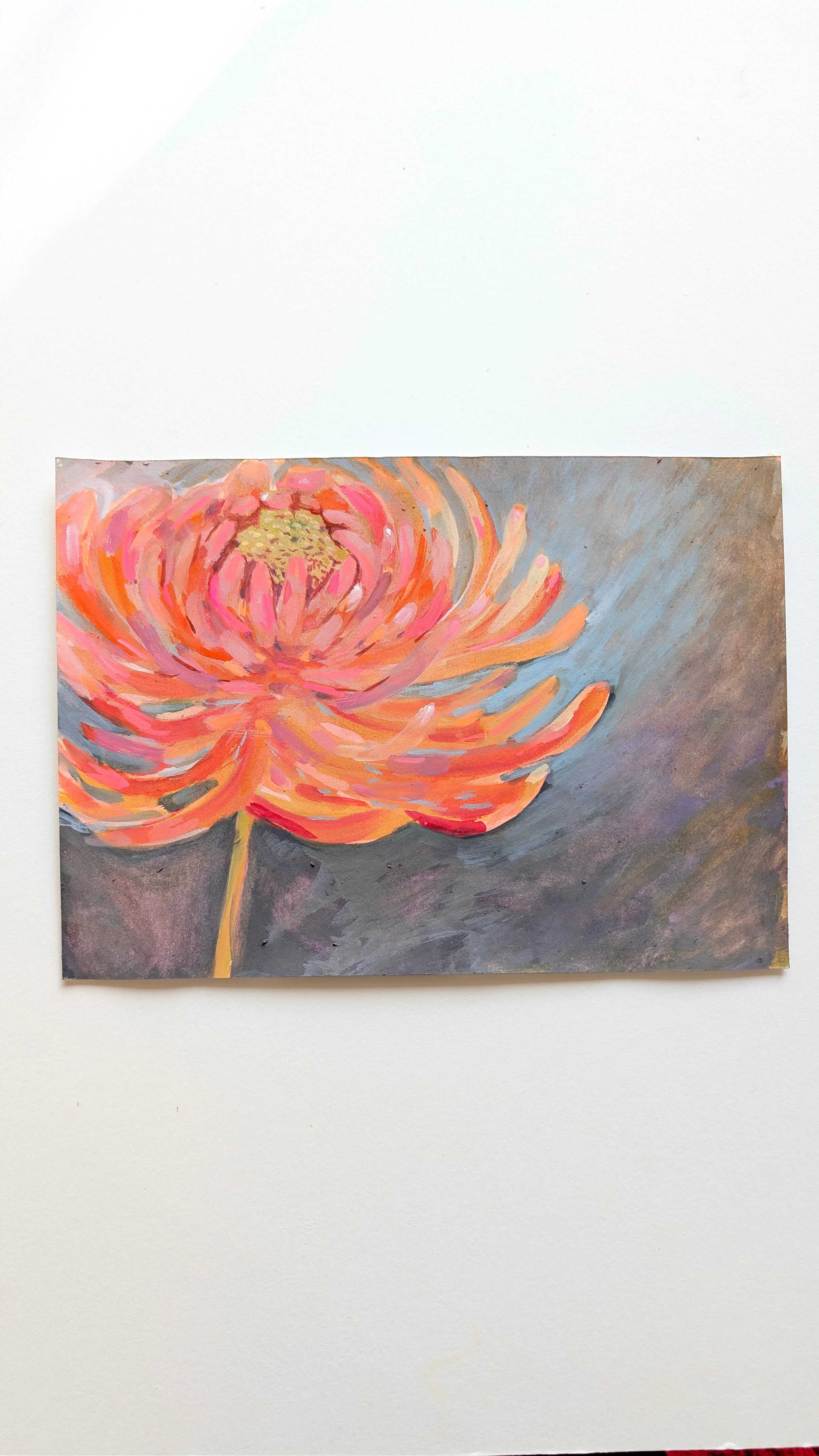 Chrysanthemum anyone?