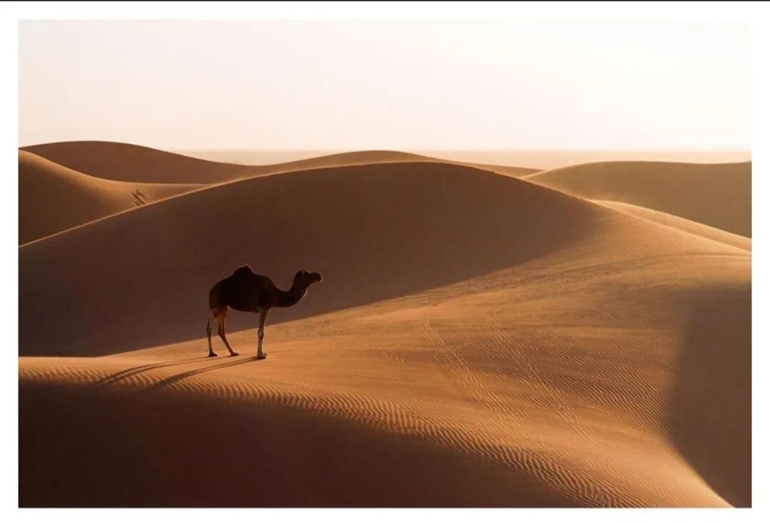 🎞 artist 🎞 @matteo.analog

Lone camel stood tall in the smooth curves of sandy desert. Such a well-behaved model for a big NatGeo vibes shot.😎

➤ tag us or use #y35mag to be featured 
➤ chosen by: @vicsvaporub.jpg