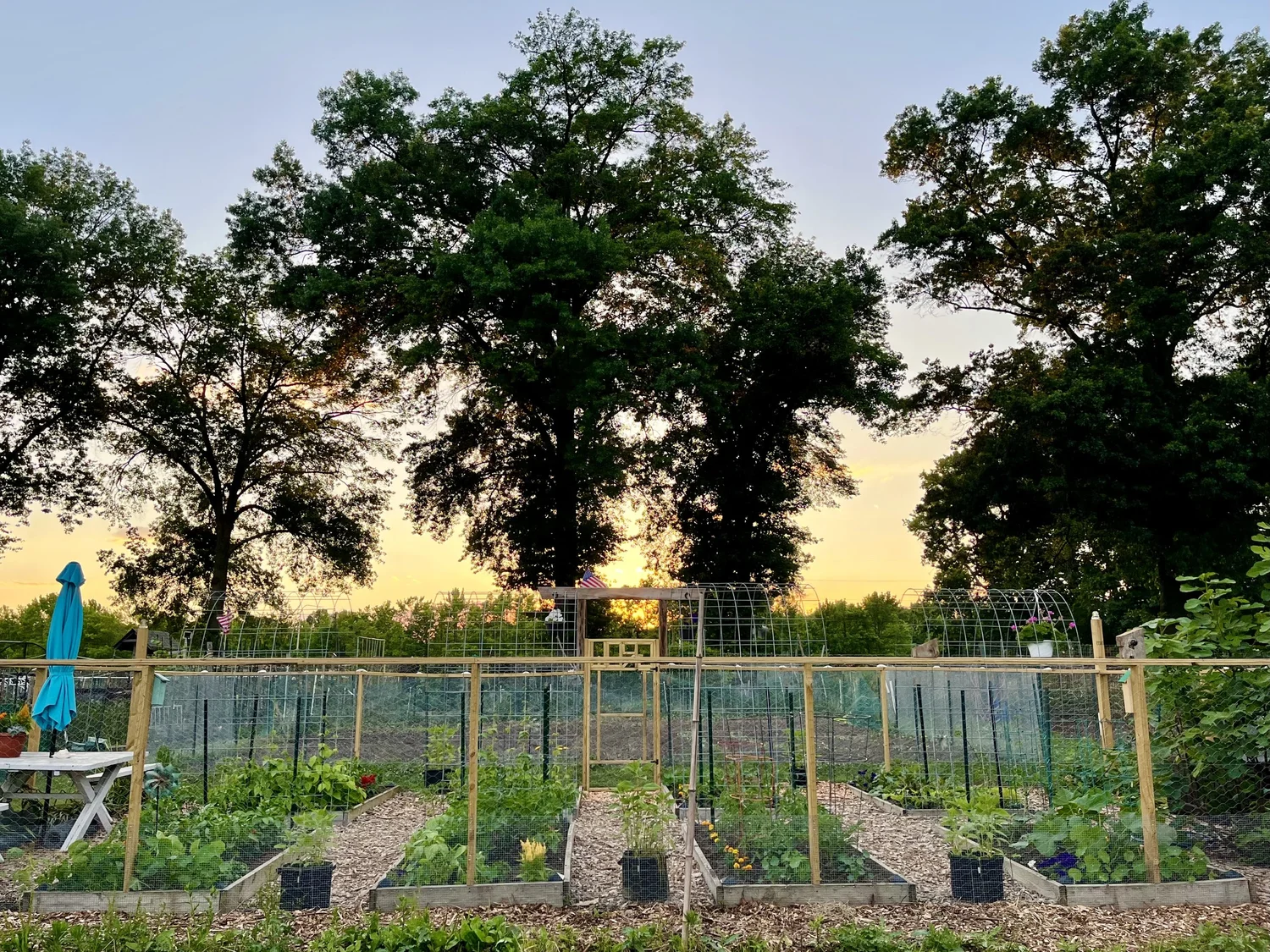 Beat the Heat: Top Tips for a Thriving Summer Garden — Sowing in Suburbia