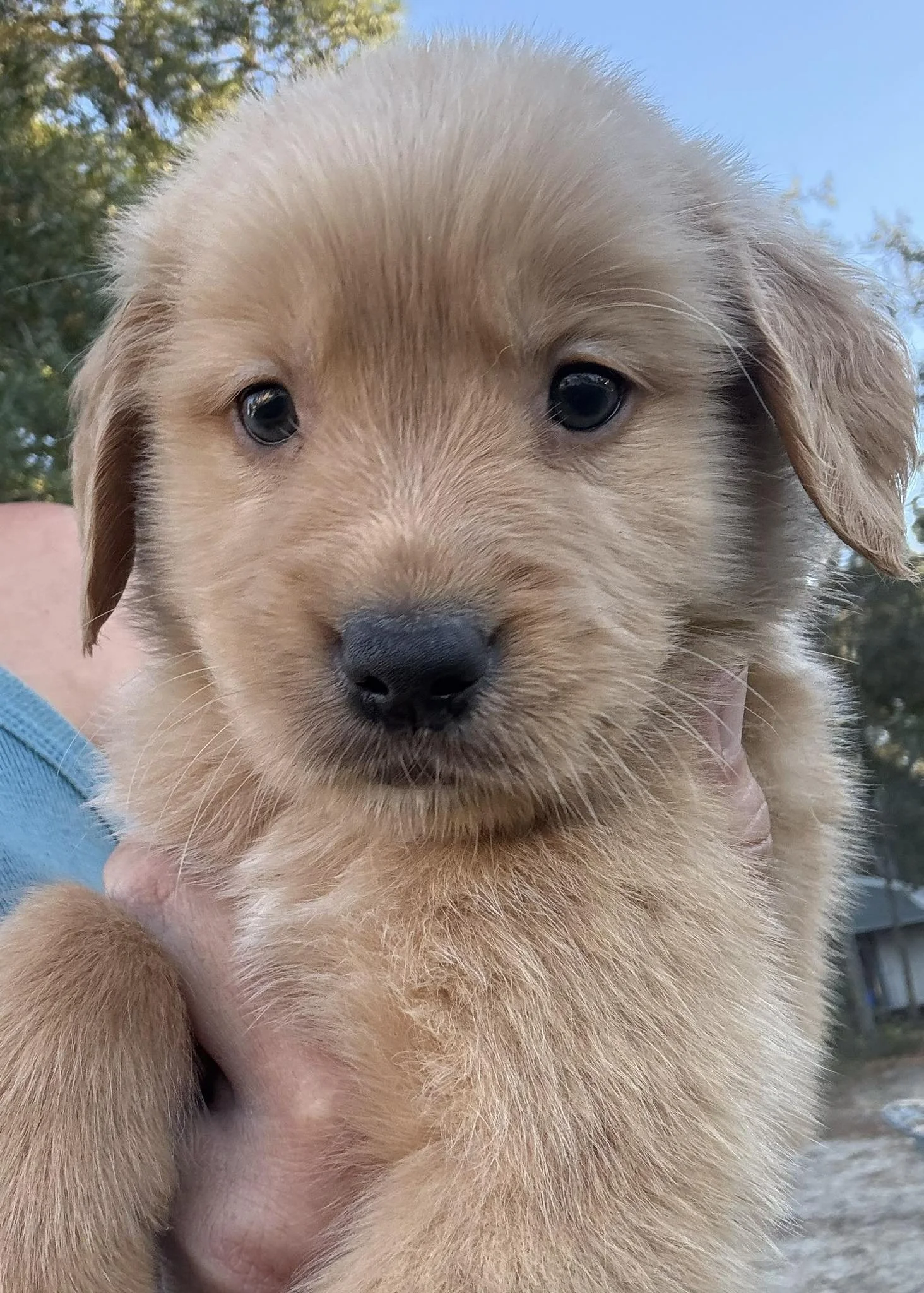PUPPY PICTURE.jpg