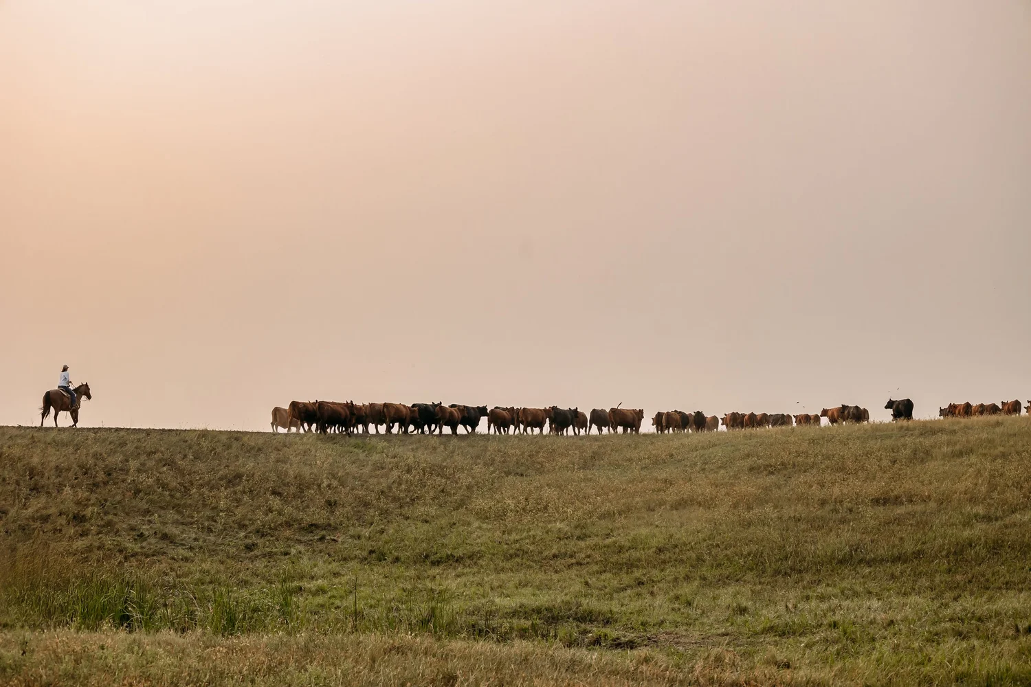 Red Angus Seedstock & Cattle Ranch in South Dakota