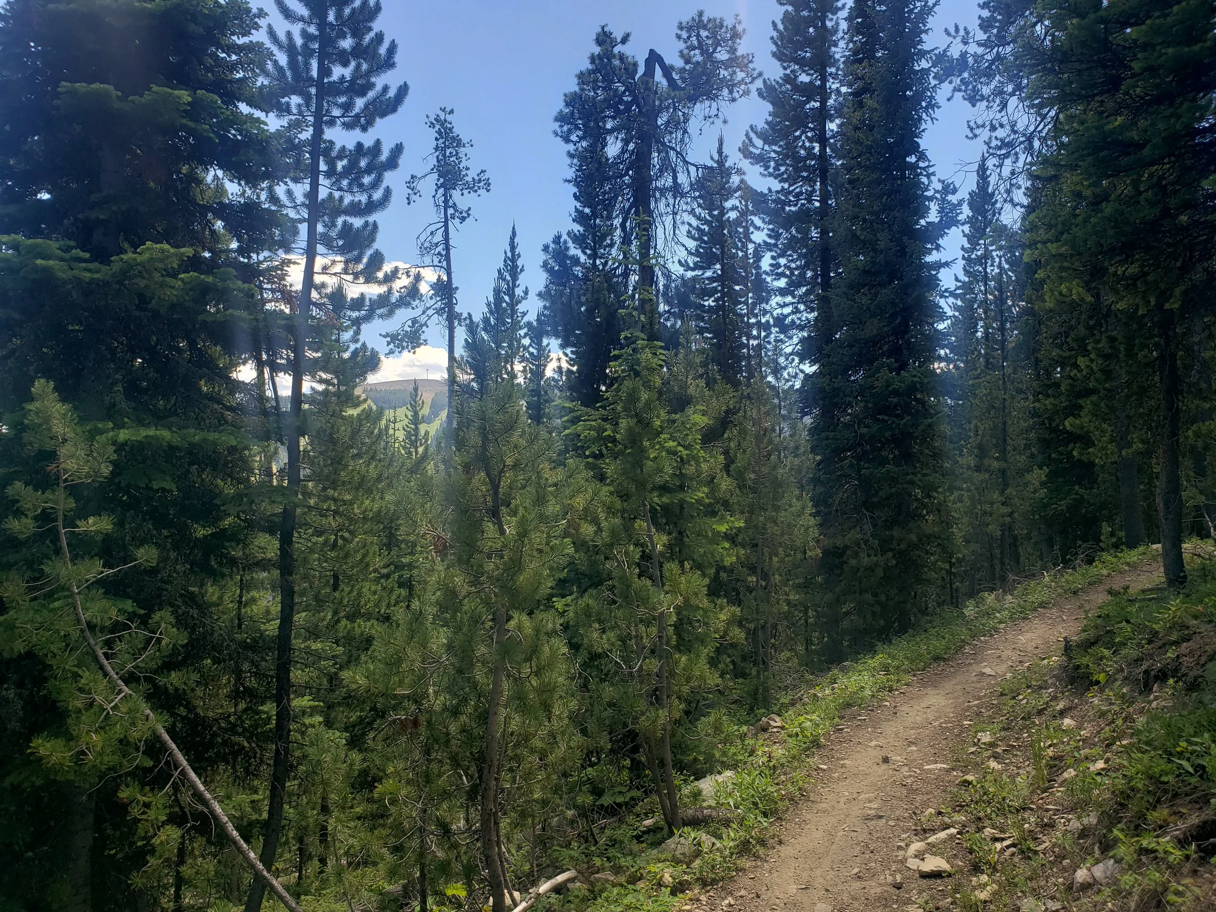 Otter Way MTB trail BS Summer Season