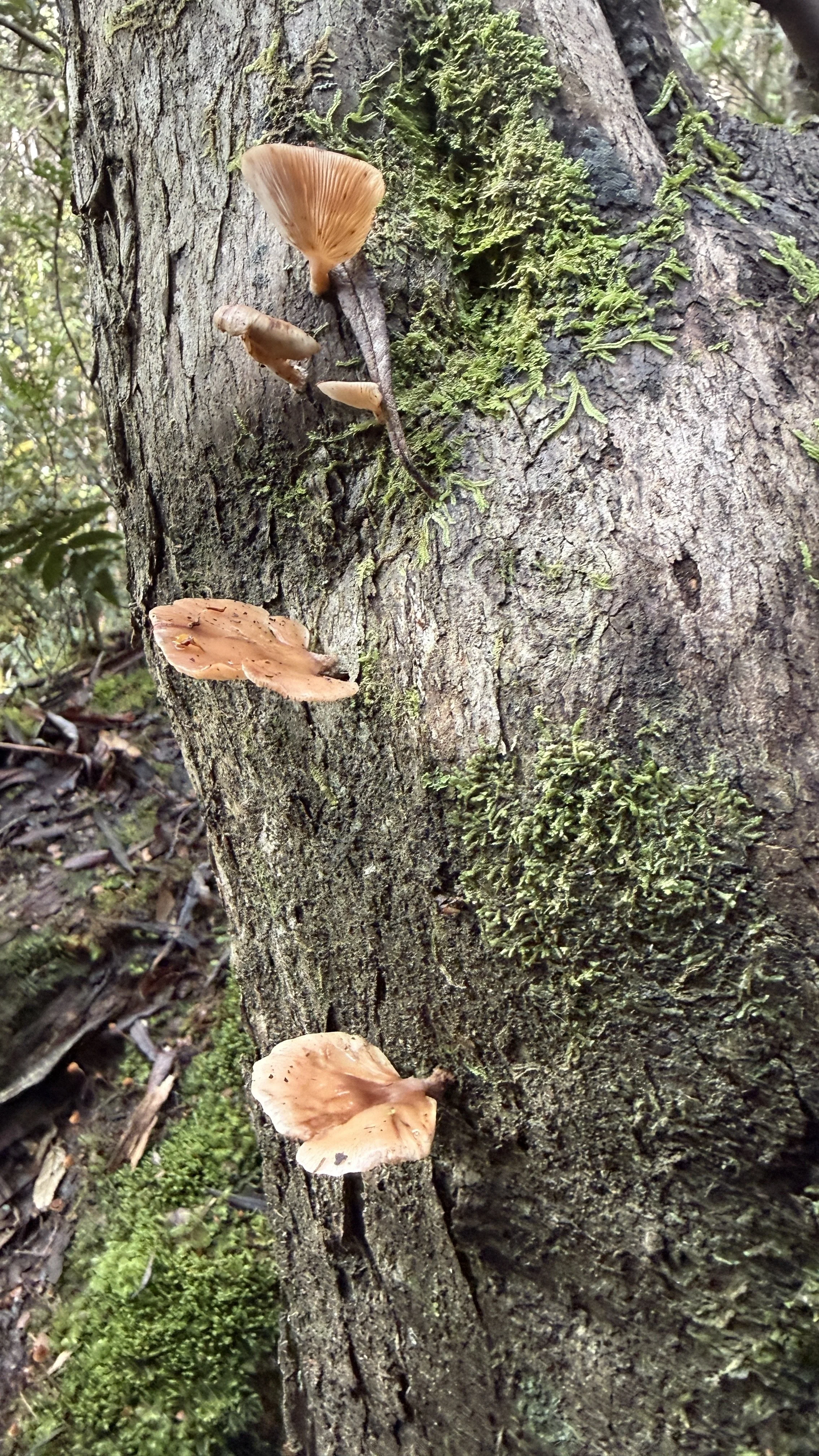 Myrtle Forest7.jpg