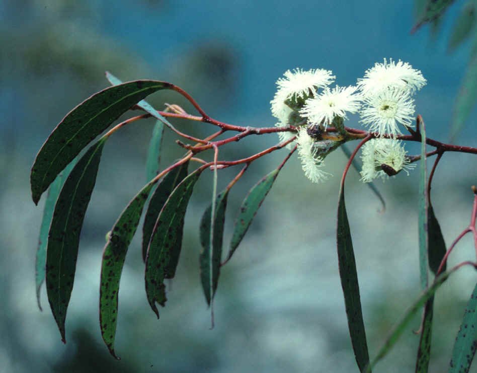 Eucalyptus coccifera2 GJordan.jpg