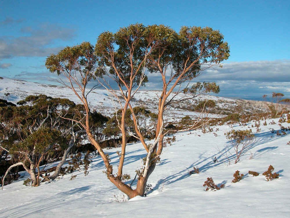 Eucalyptus coccifera GJordan.jpg
