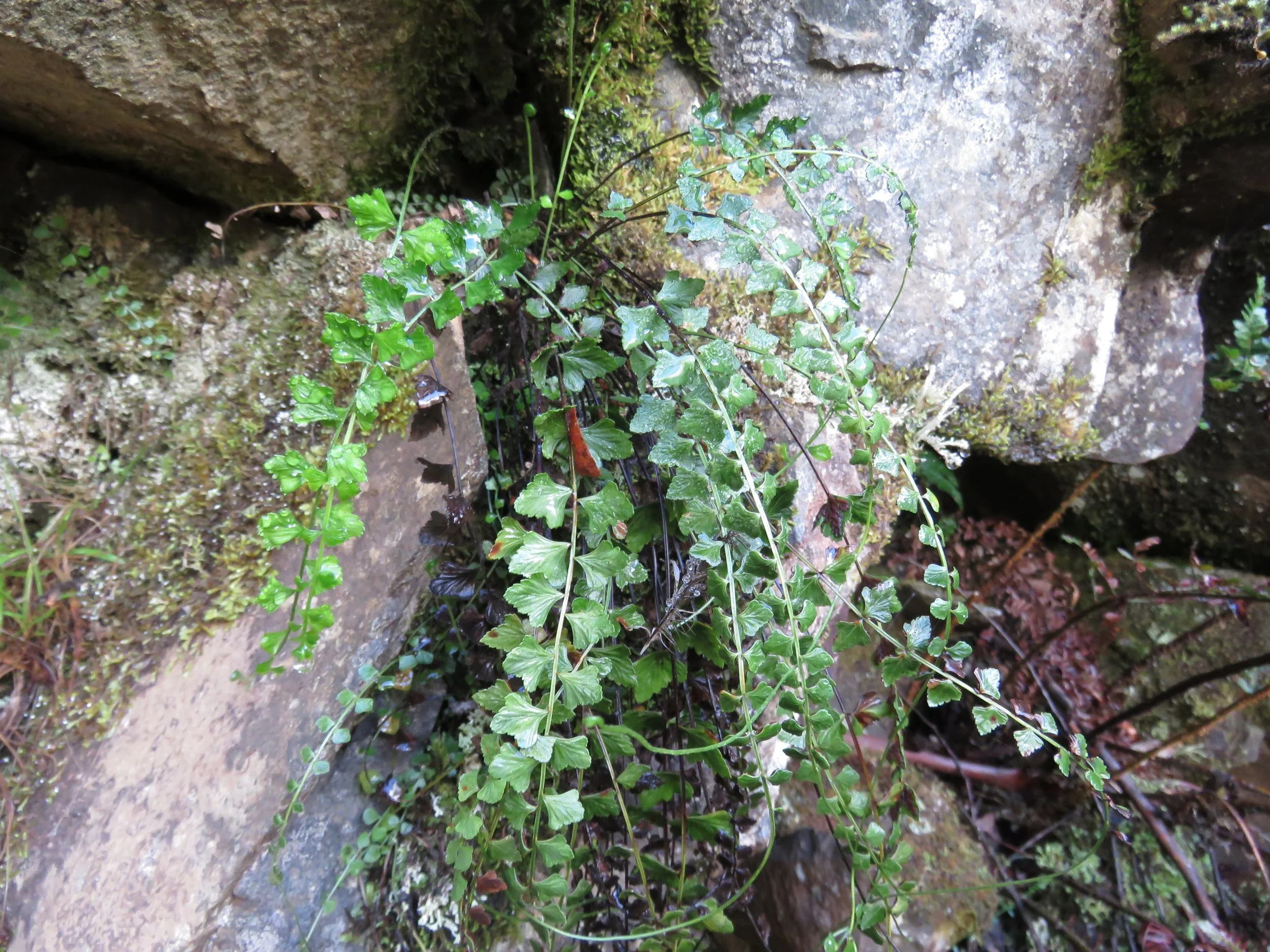 Asplenium flabellifolium (P.Wright)