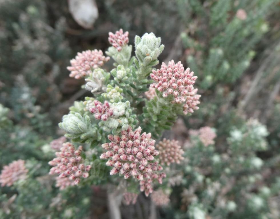 Ozothamnus buchananii Louise Skabo .JPG