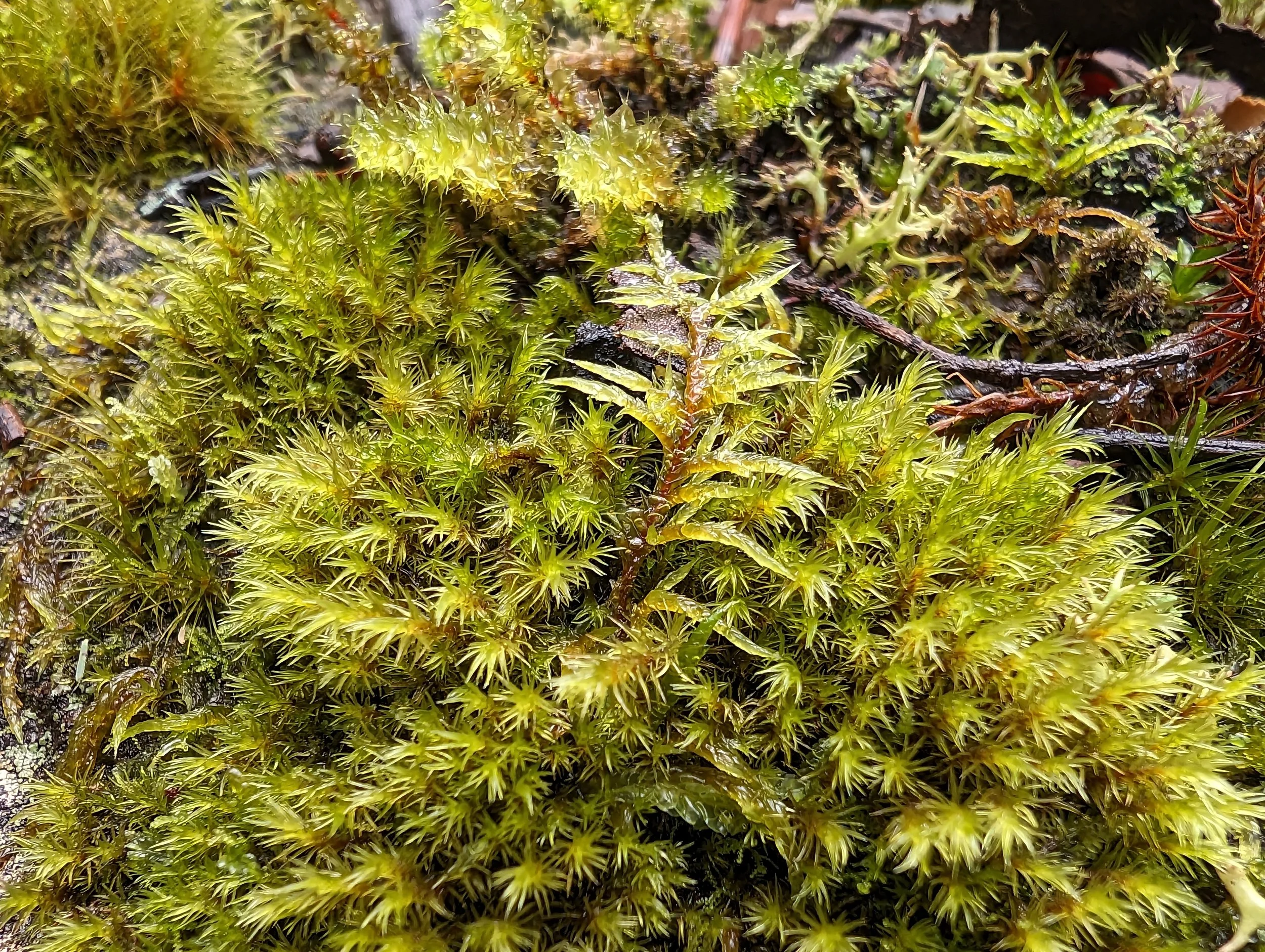 Myrtle Forest1.jpg