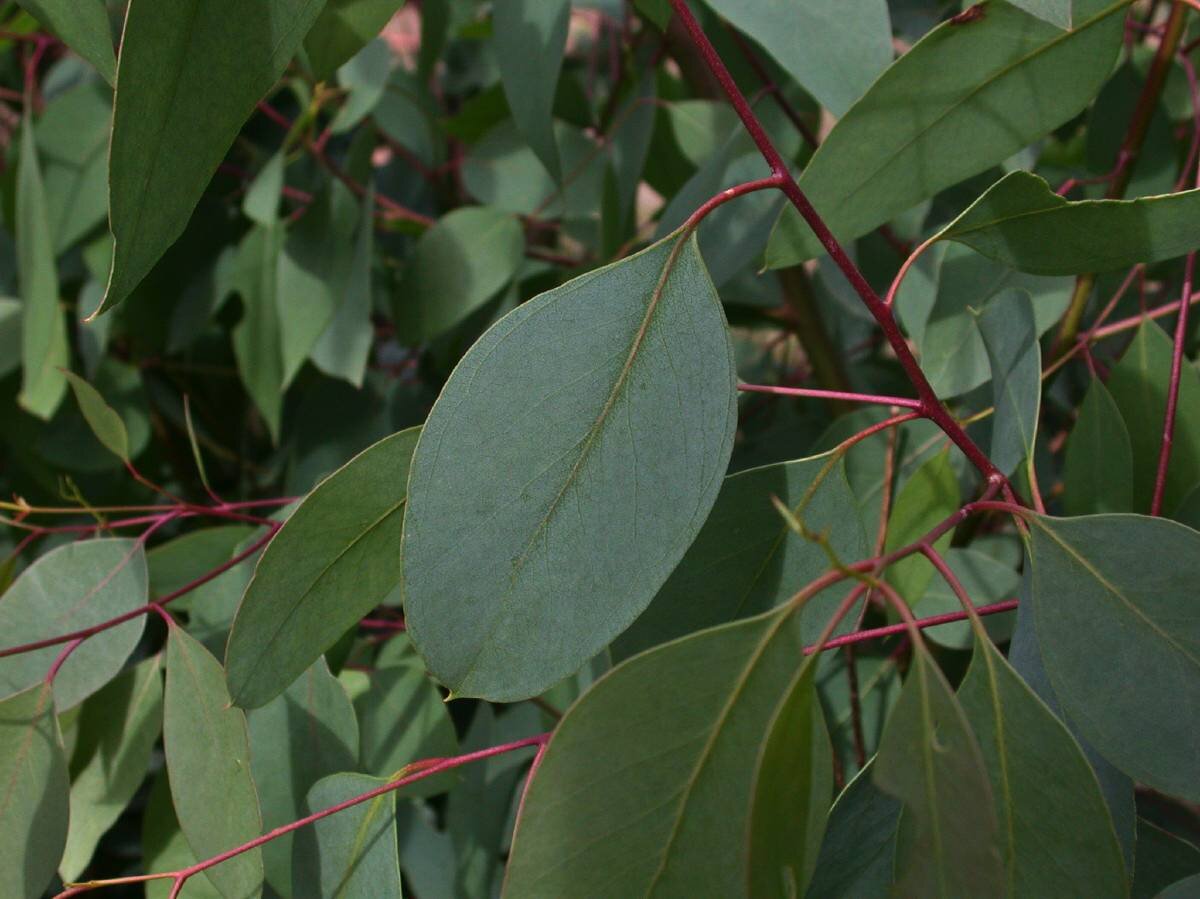 eucalyptus-ovata-5.jpg
