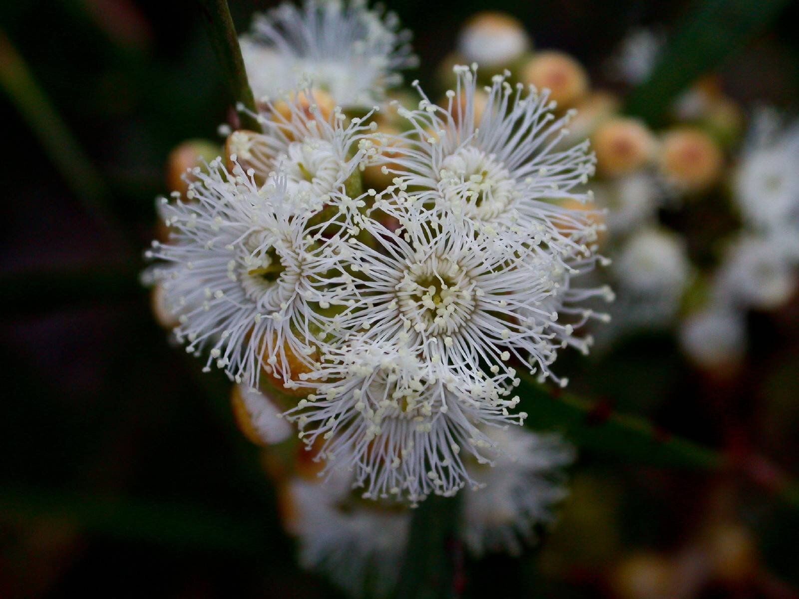 Eucalyptus-pulchella-3.jpg