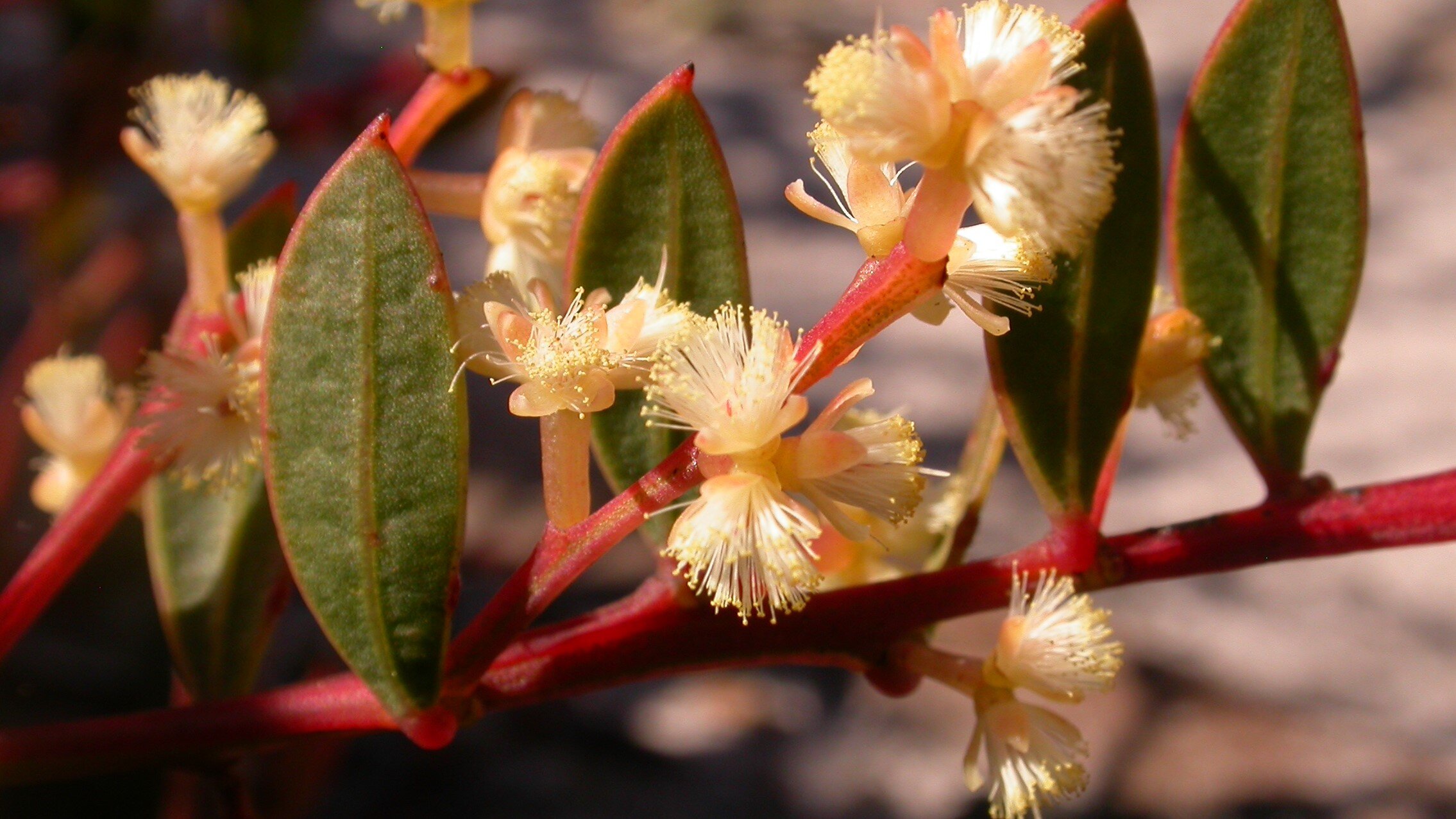 Acacia myrtifolia (2).jpg