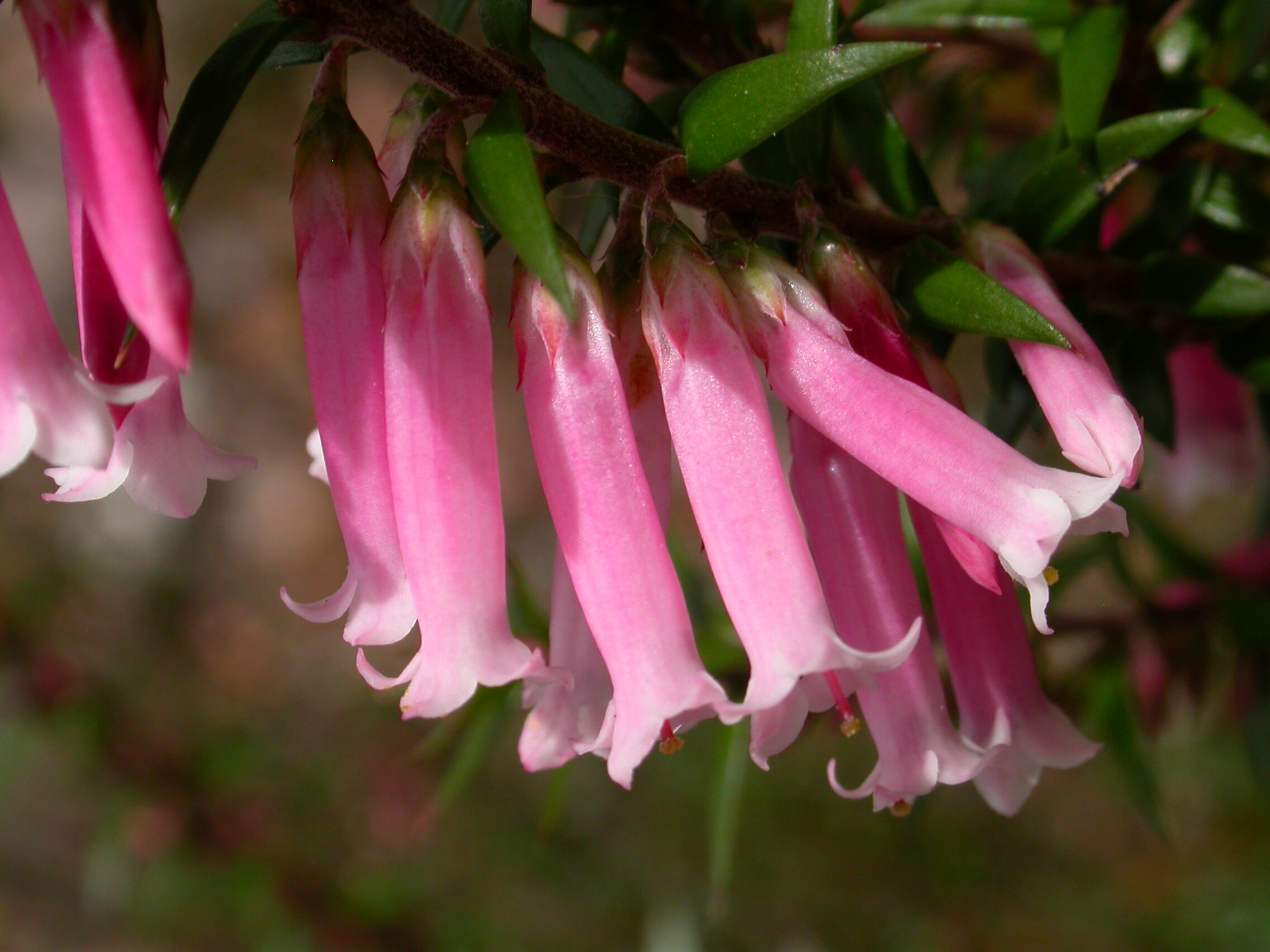 Epacris impressa.jpg