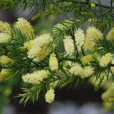 Acacia verticillata  .jpg