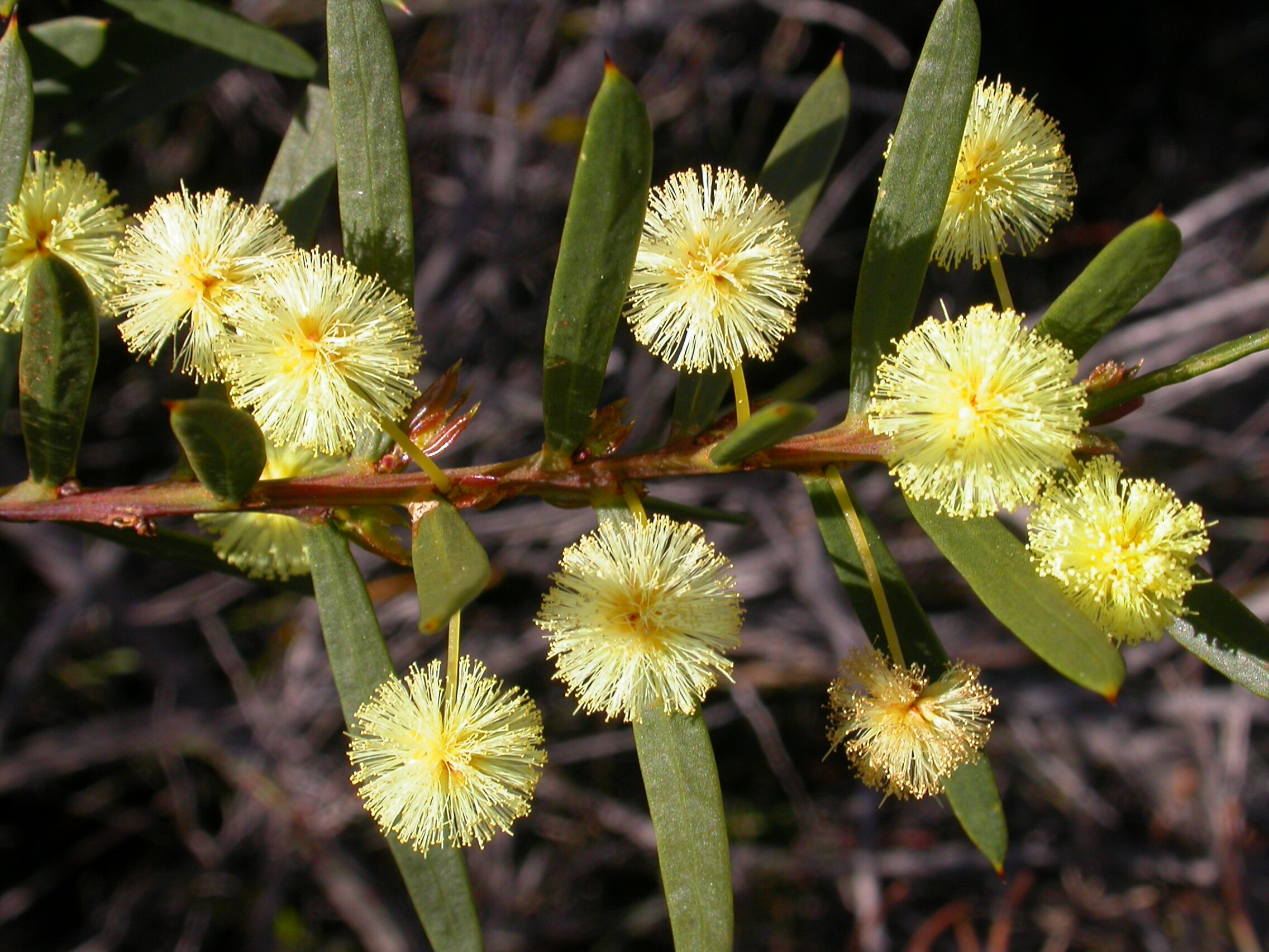 Acacia genistifolia.jpg