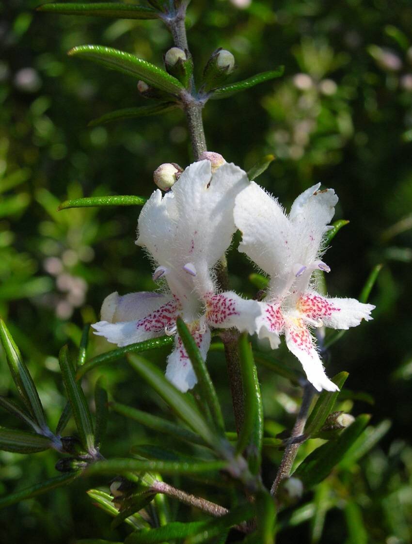 Westringia-angustifolia-1.jpg