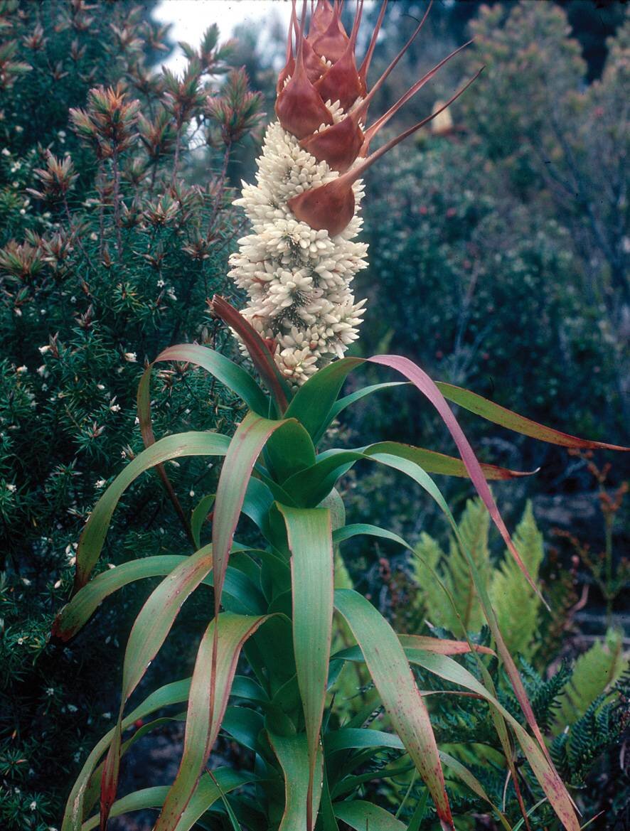 Richea-dracophylla-1.jpg