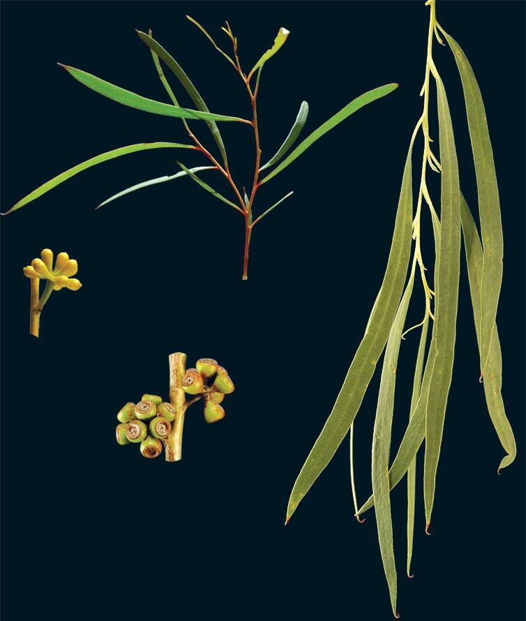 Eucalyptus-pulchella-2.jpg